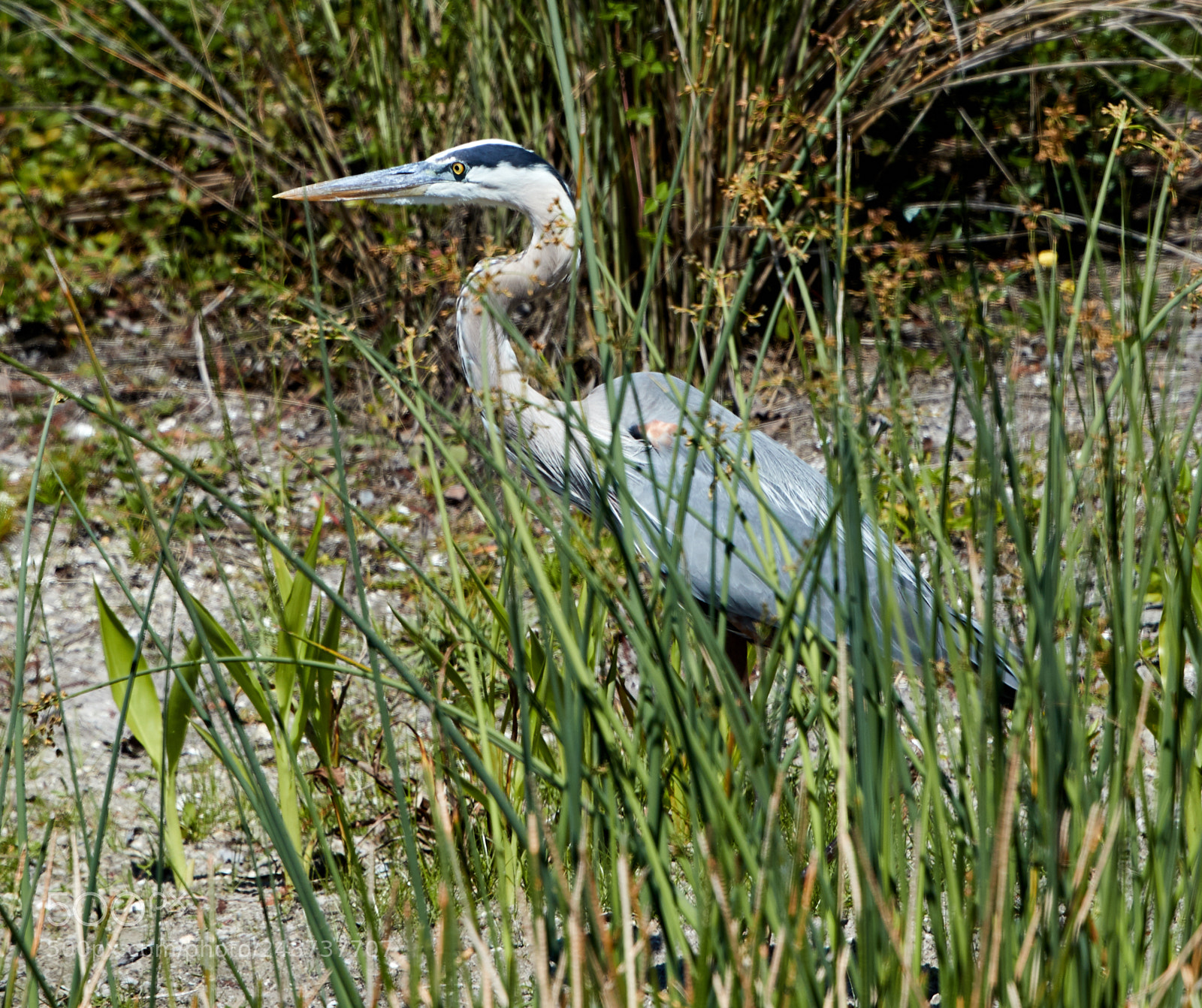 Canon EOS-1D X Mark II sample photo. 03-09-18-0006829.jpg photography
