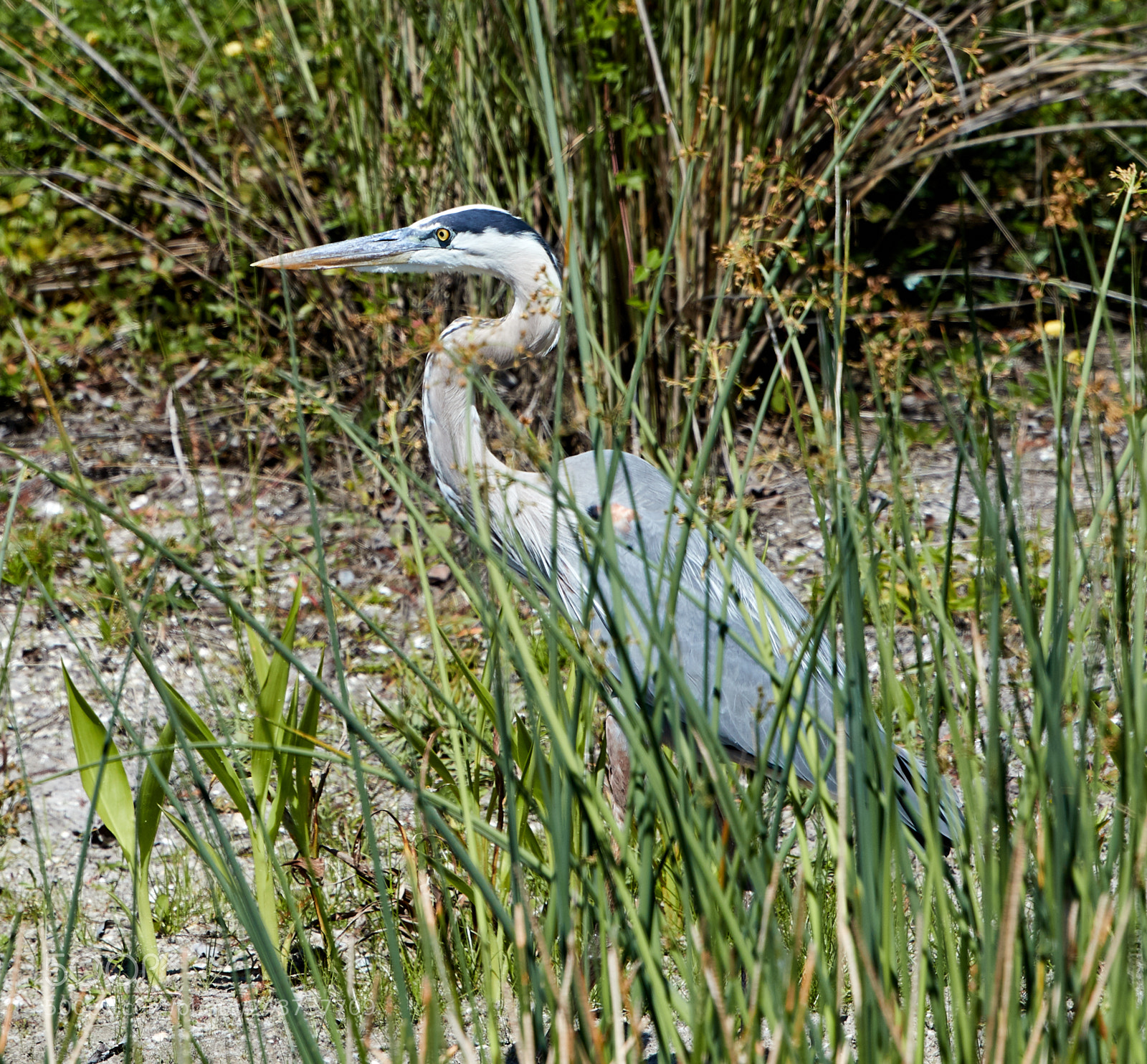 Canon EOS-1D X Mark II sample photo. 03-09-18-0006828.jpg photography