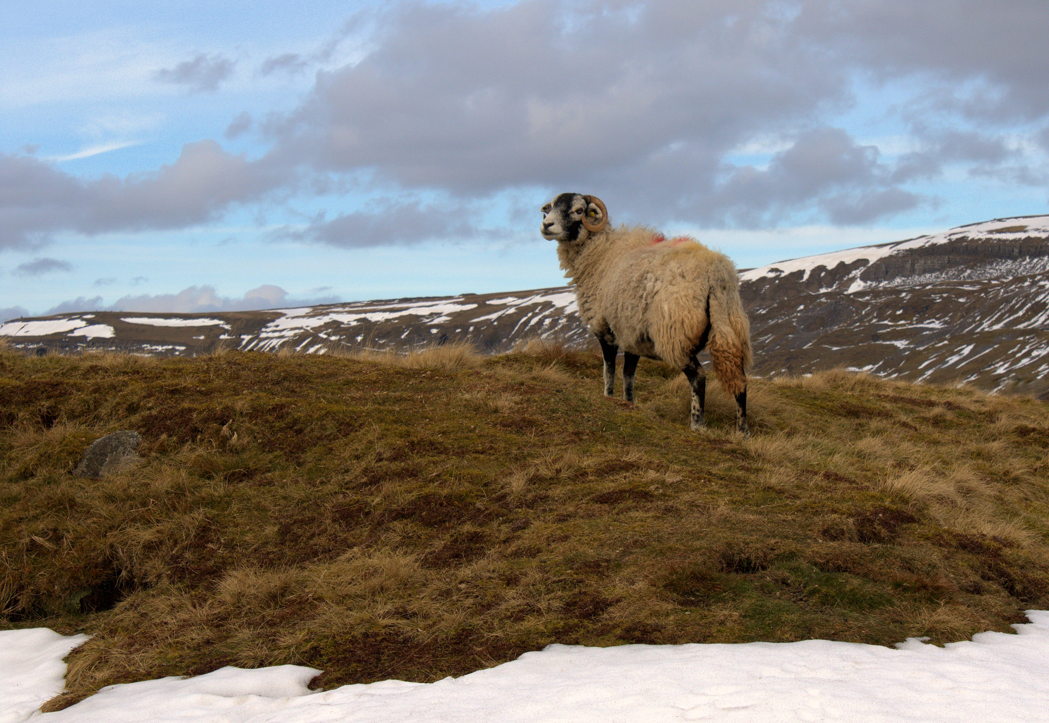 Canon EF-S 18-55mm F3.5-5.6 IS sample photo. Noble swaledale sheep photography