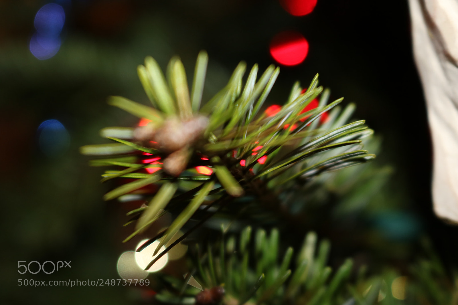 Canon EOS 750D (EOS Rebel T6i / EOS Kiss X8i) sample photo. Pine photography
