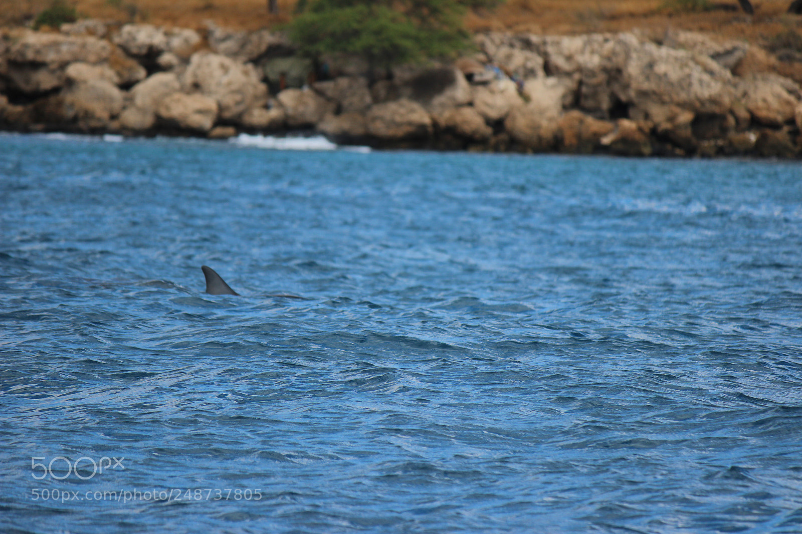 Canon EOS 600D (Rebel EOS T3i / EOS Kiss X5) sample photo. Img photography