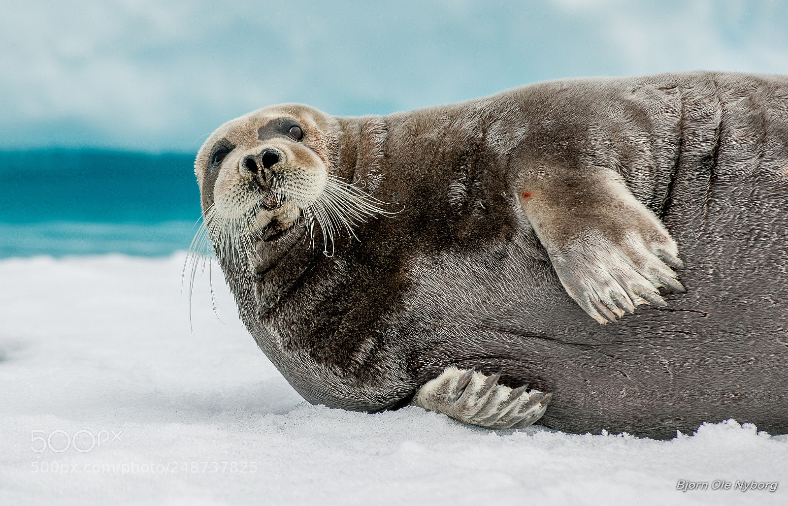 Nikon D2X sample photo. Storkobbe / bearded seal photography