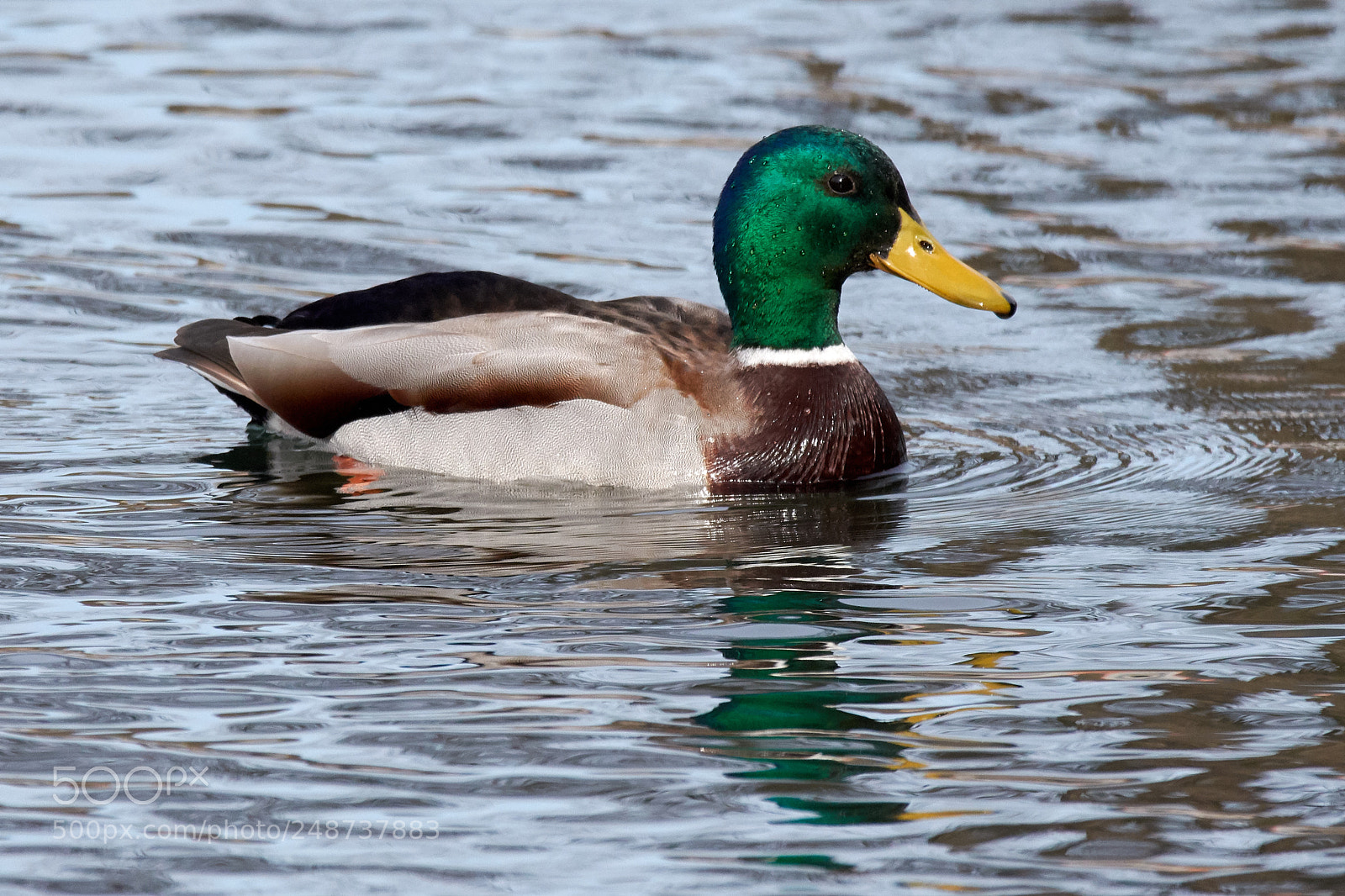 Nikon D7200 sample photo. Stockente photography