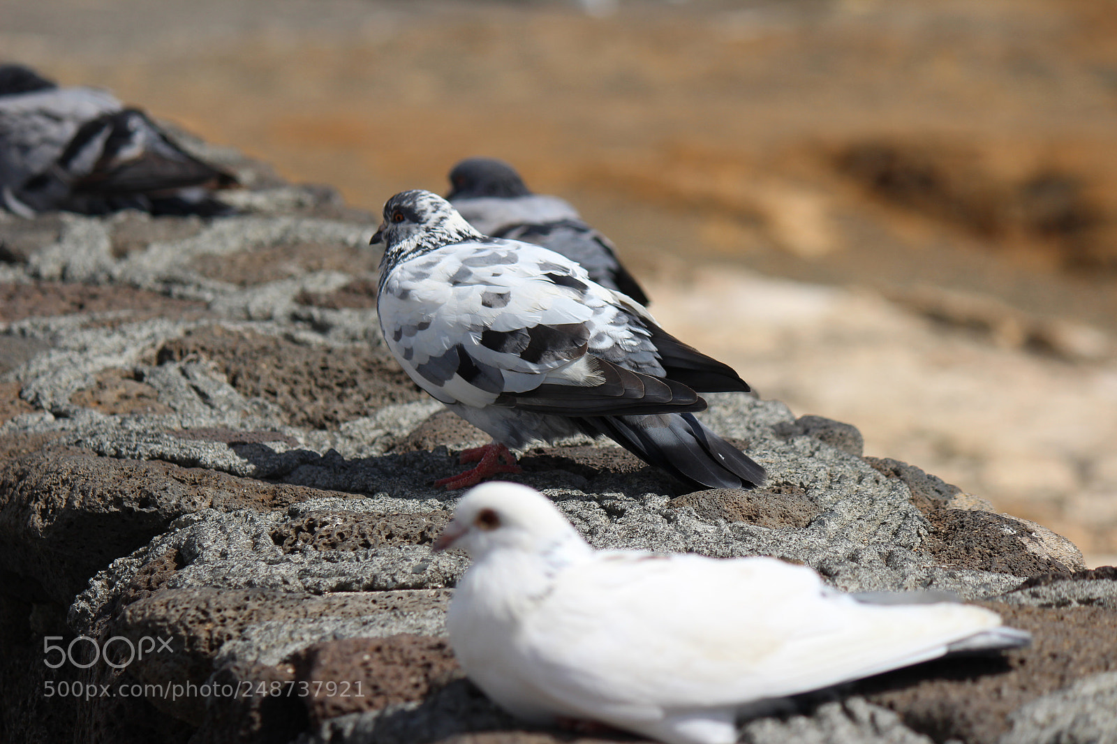 Canon EOS 600D (Rebel EOS T3i / EOS Kiss X5) sample photo. Img photography