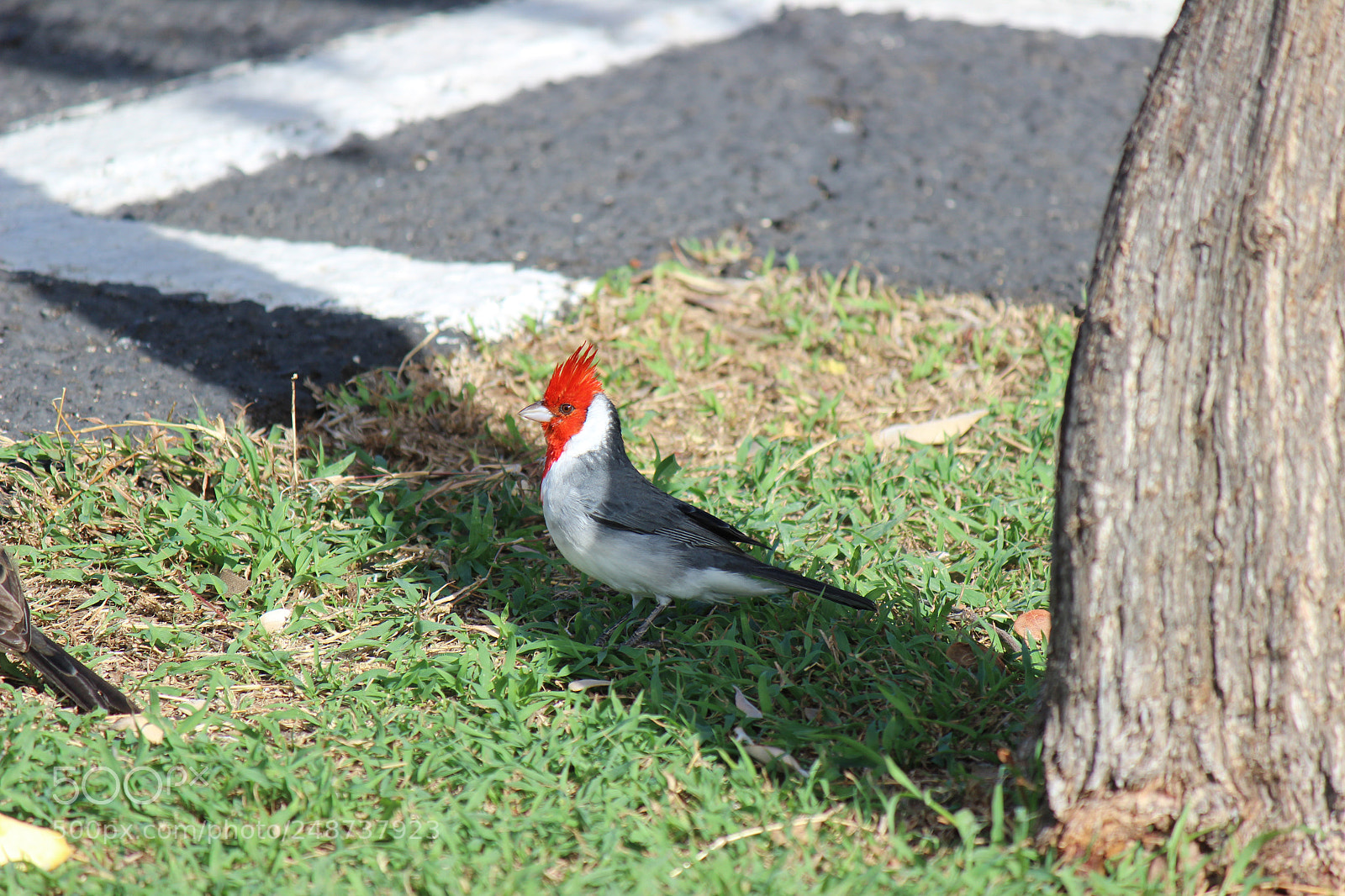 Canon EOS 600D (Rebel EOS T3i / EOS Kiss X5) sample photo. Img photography