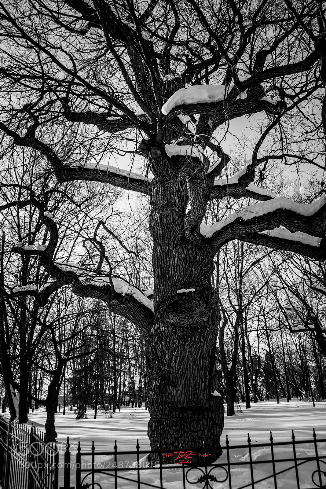 Canon EOS 50D sample photo. 500 year old oak photography