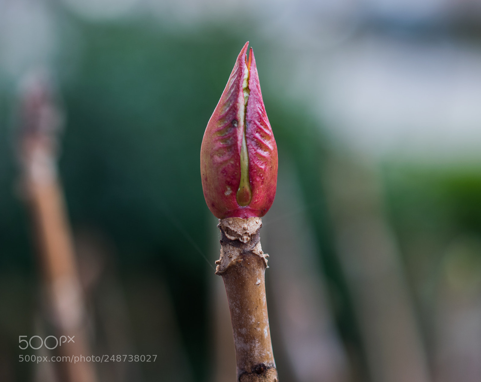 Nikon D5300 sample photo. The beginning of spring photography