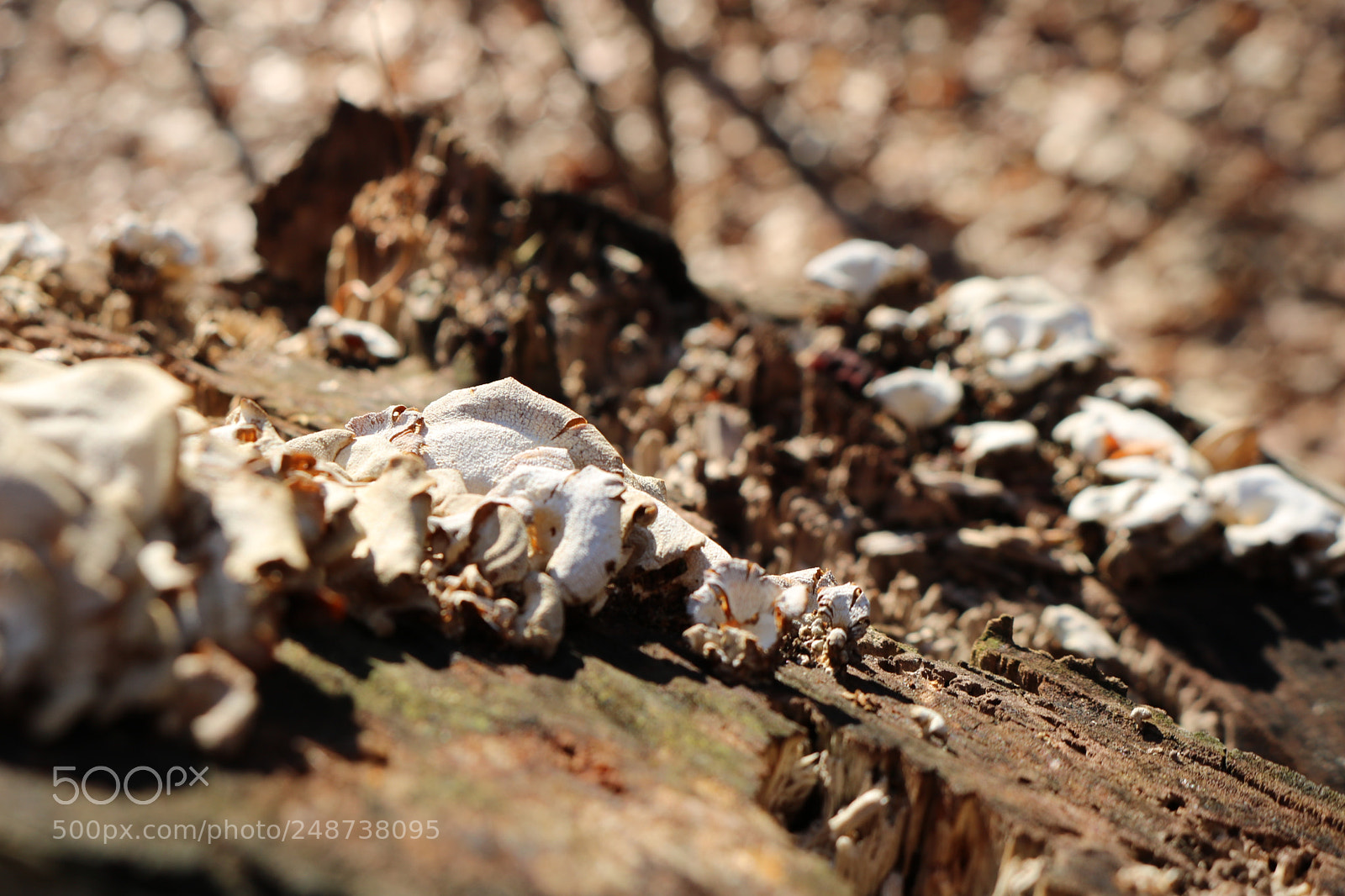 Canon EOS 750D (EOS Rebel T6i / EOS Kiss X8i) sample photo. Nature photography
