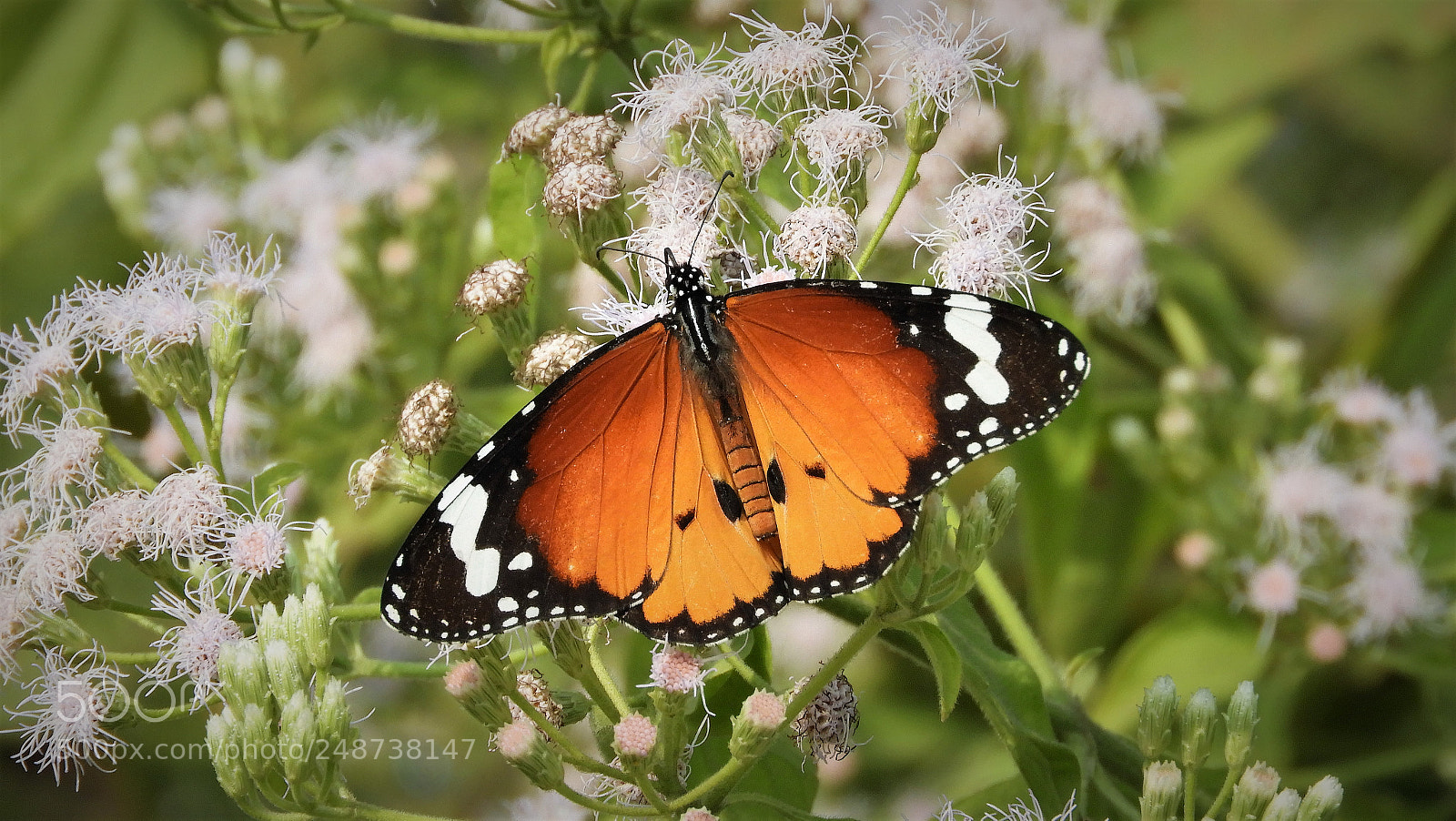 Nikon Coolpix B700 sample photo. Common tiger photography