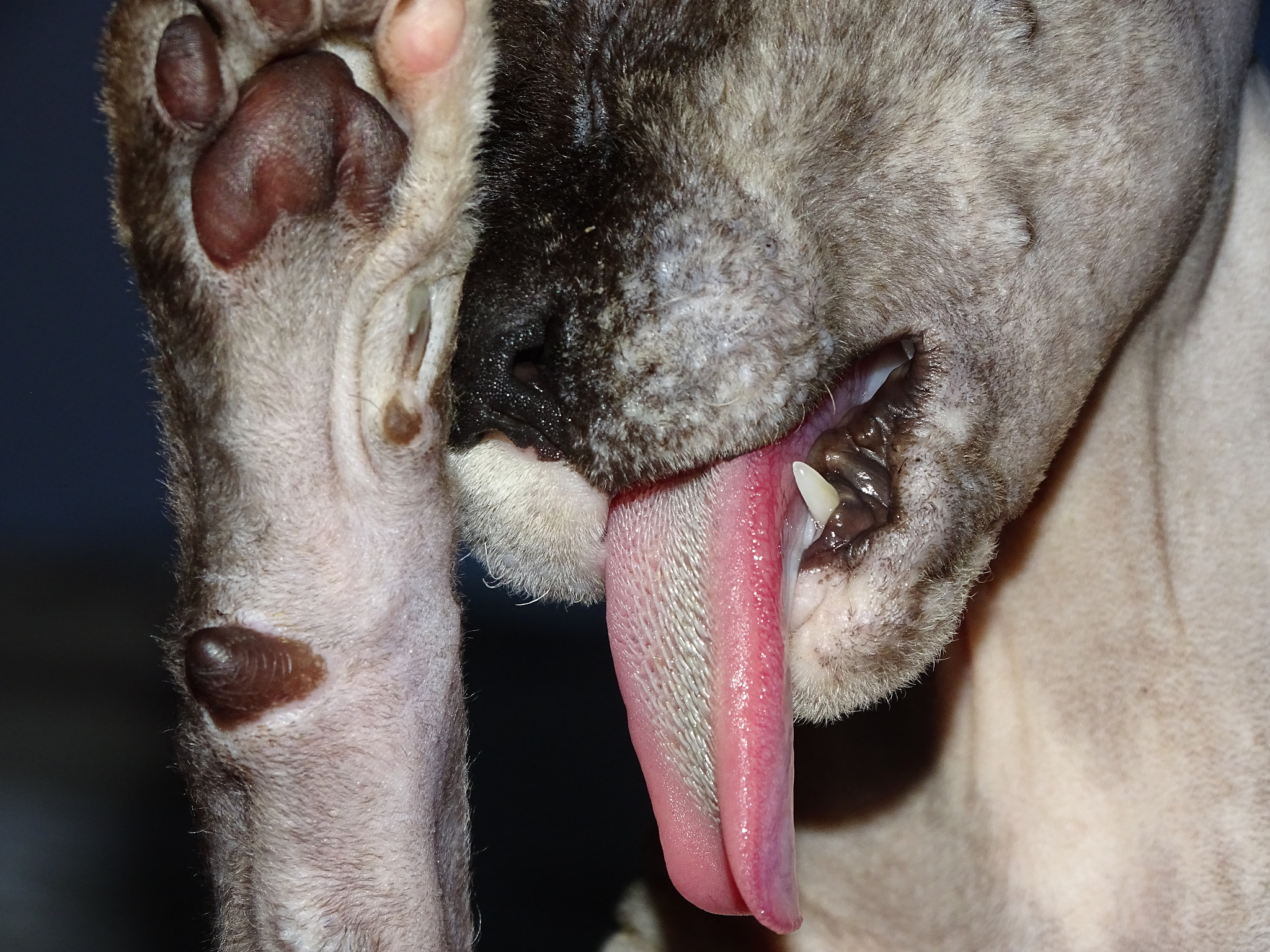 Sony Cyber-shot DSC-HX350 sample photo. Sphynx cat photography