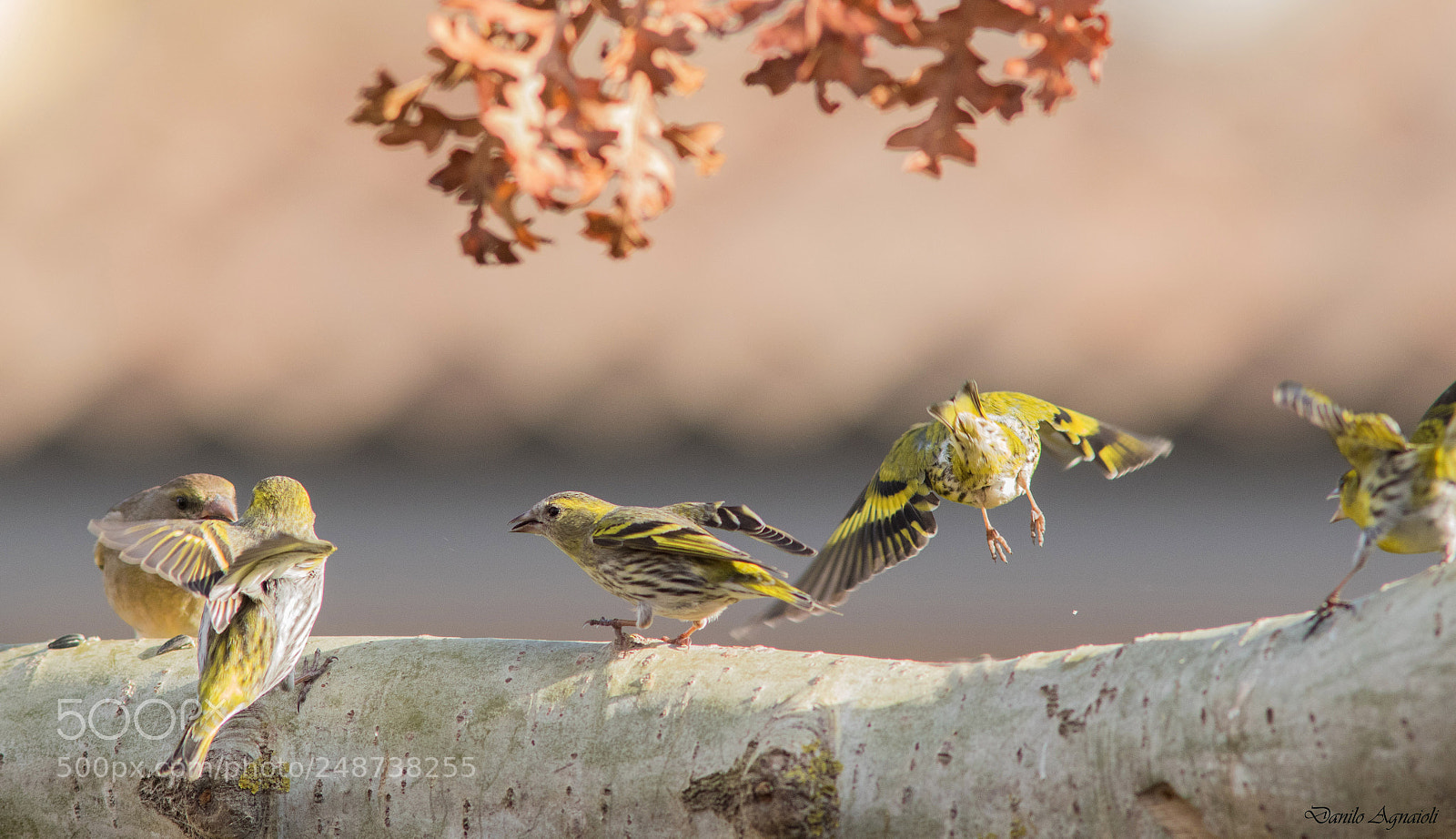 Canon EOS 7D Mark II sample photo. I lucherini contro il photography