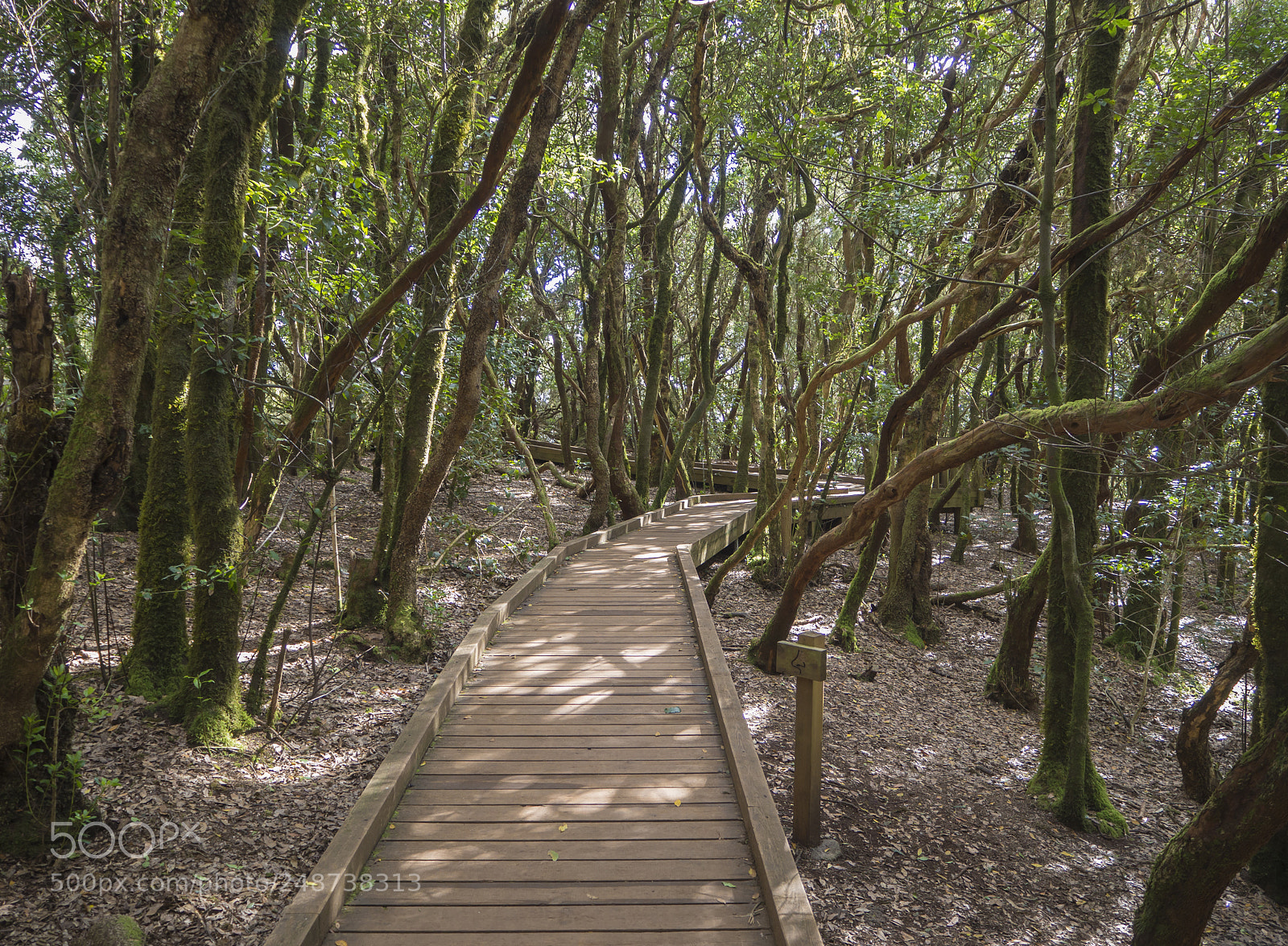 Olympus OM-D E-M10 sample photo. Wooden board footpath on photography