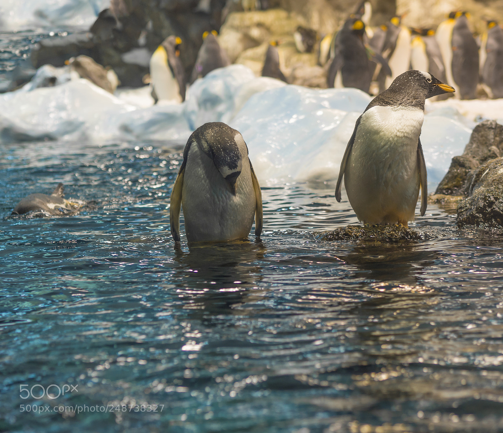 Olympus OM-D E-M10 sample photo. Two close up penguin photography