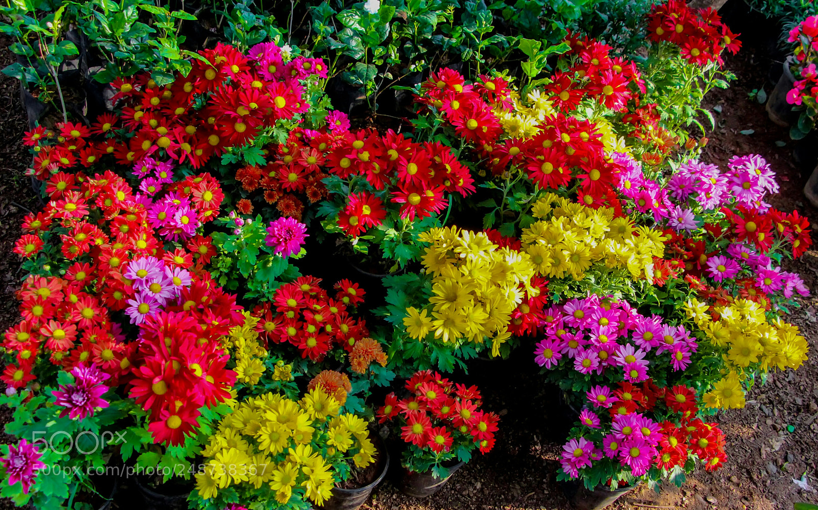 Canon EOS 600D (Rebel EOS T3i / EOS Kiss X5) sample photo. Colours of life photography