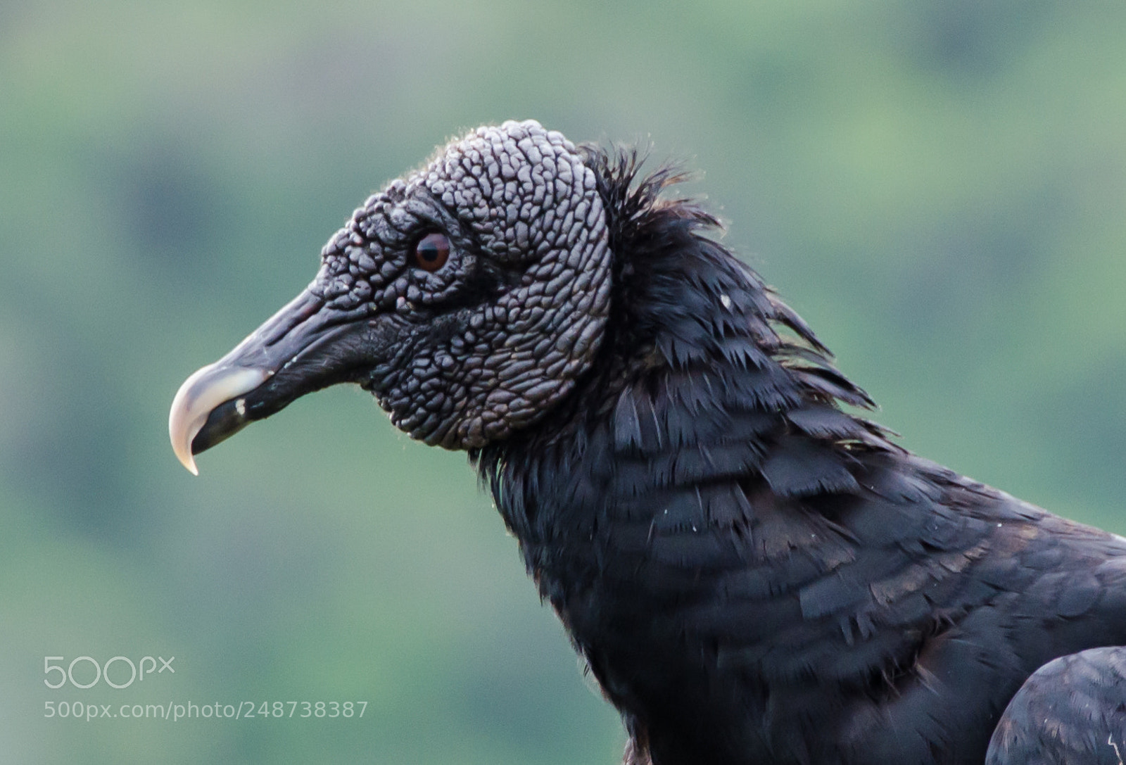 Nikon D5100 sample photo. The búzios vulture photography
