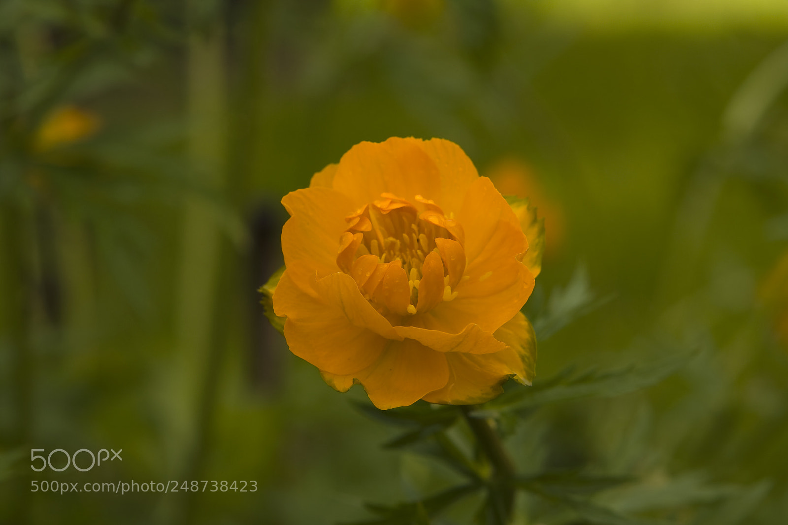 Canon EOS 40D sample photo. Orange flower photography