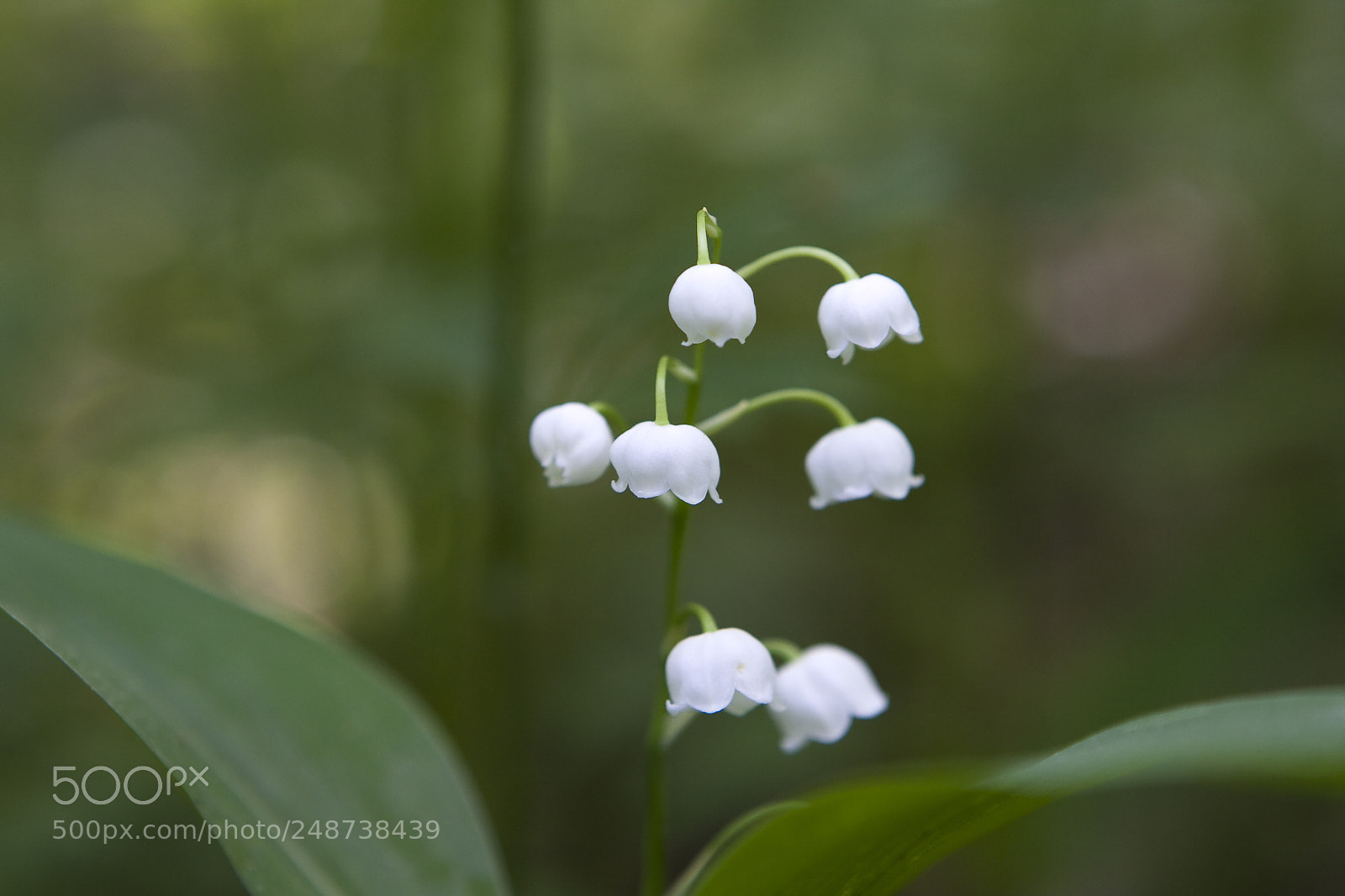 Canon EOS 40D sample photo. Lily of the valley photography