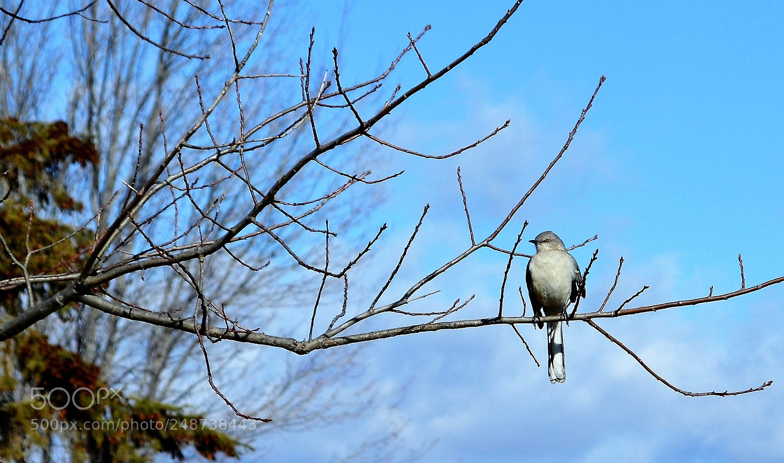 Nikon D3100 sample photo. Mocking bird photography