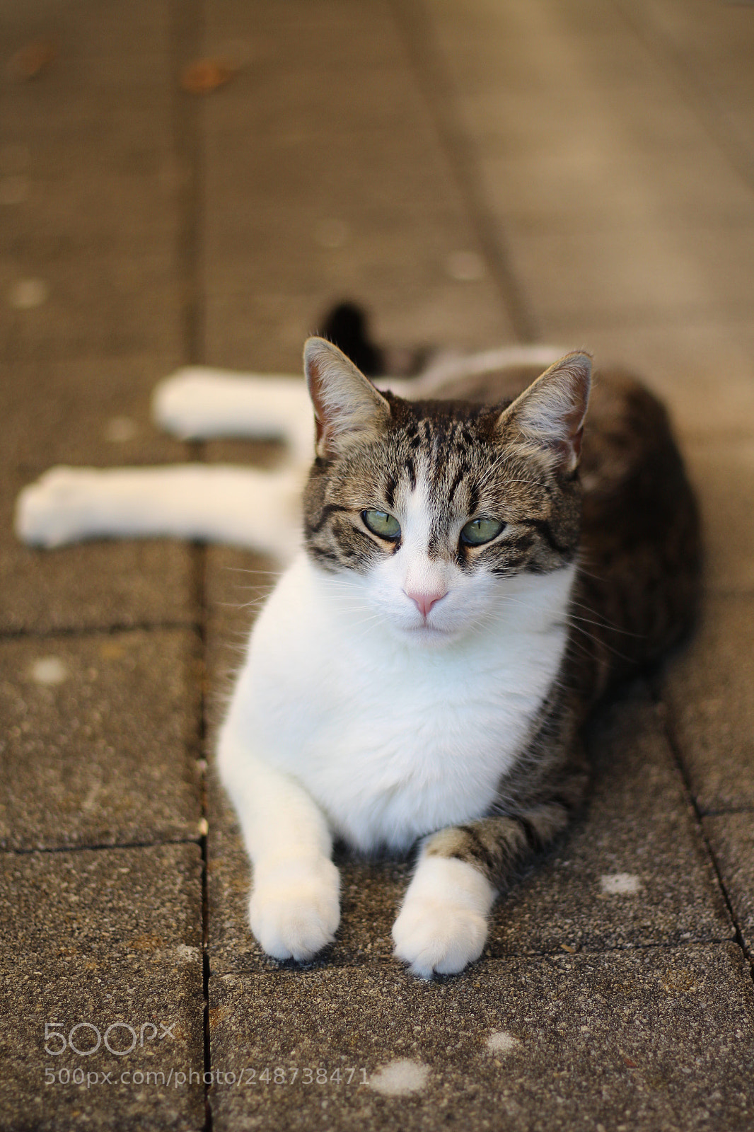 Canon EOS 700D (EOS Rebel T5i / EOS Kiss X7i) sample photo. Untitled photography