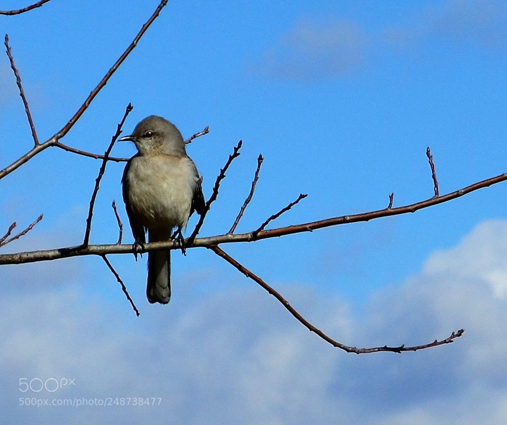 Nikon D3100 sample photo. Mocking bird photography