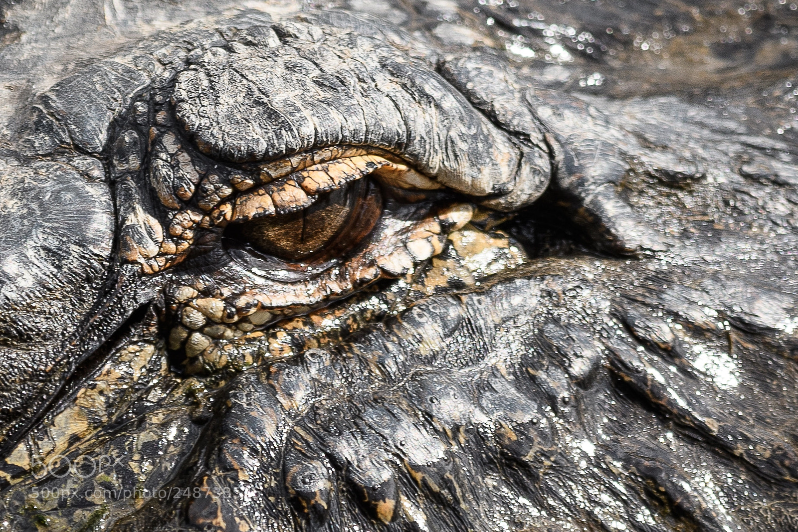 Nikon D500 sample photo. Gator eye photography