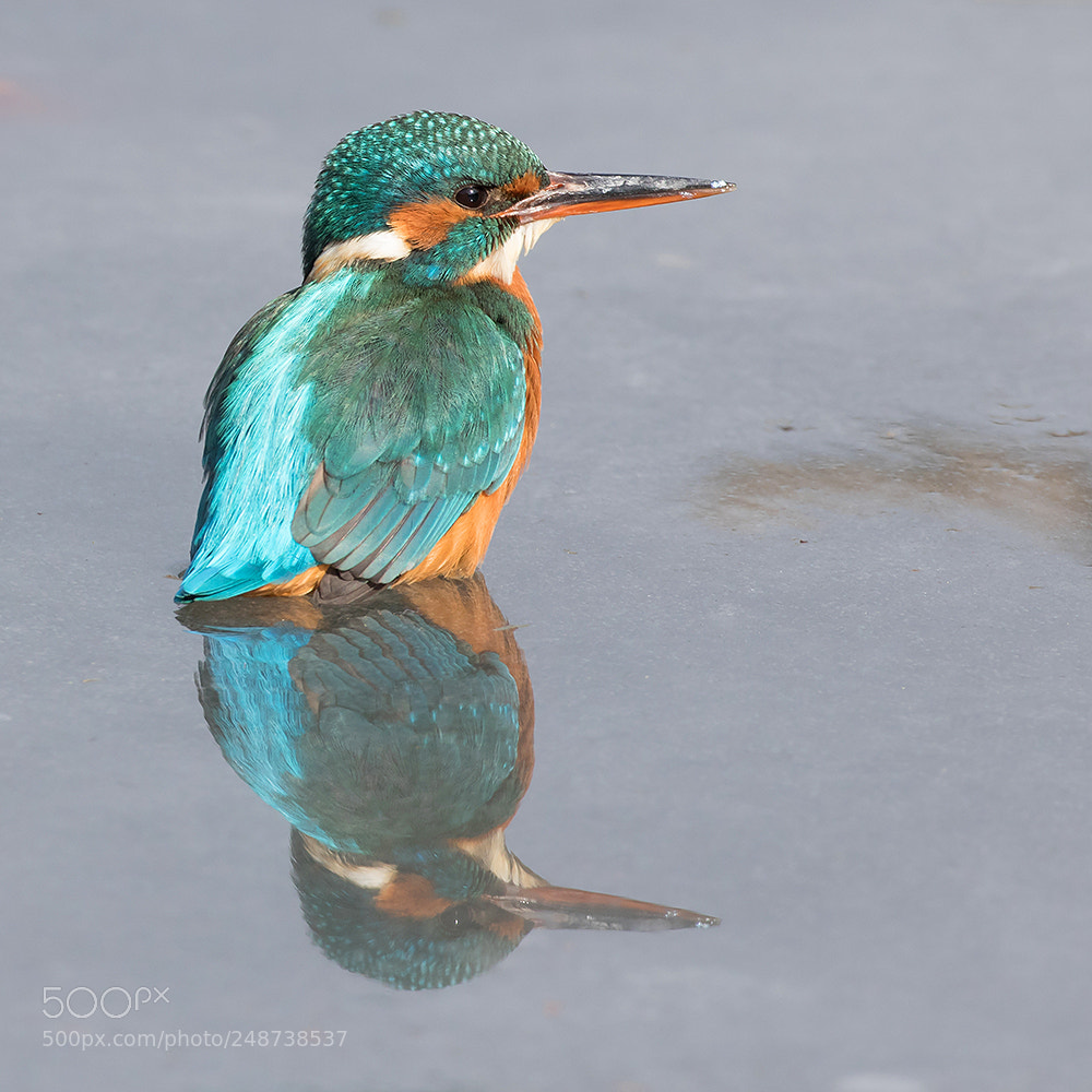 Canon EOS 7D Mark II sample photo. Kingfisher reflecting on ice! photography