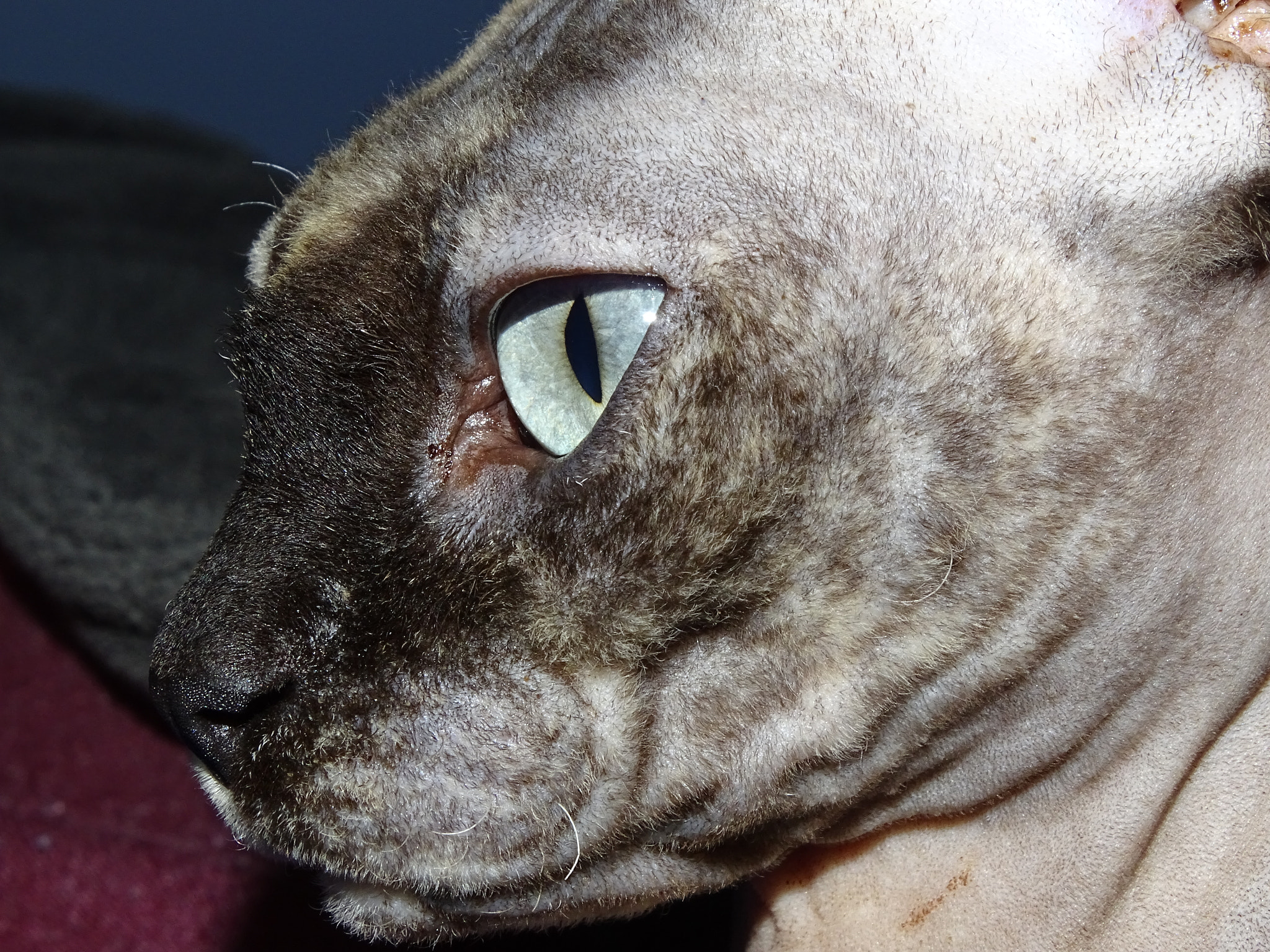 Sony Cyber-shot DSC-HX350 sample photo. Sphynx cat ( turquoise eyes ). photography