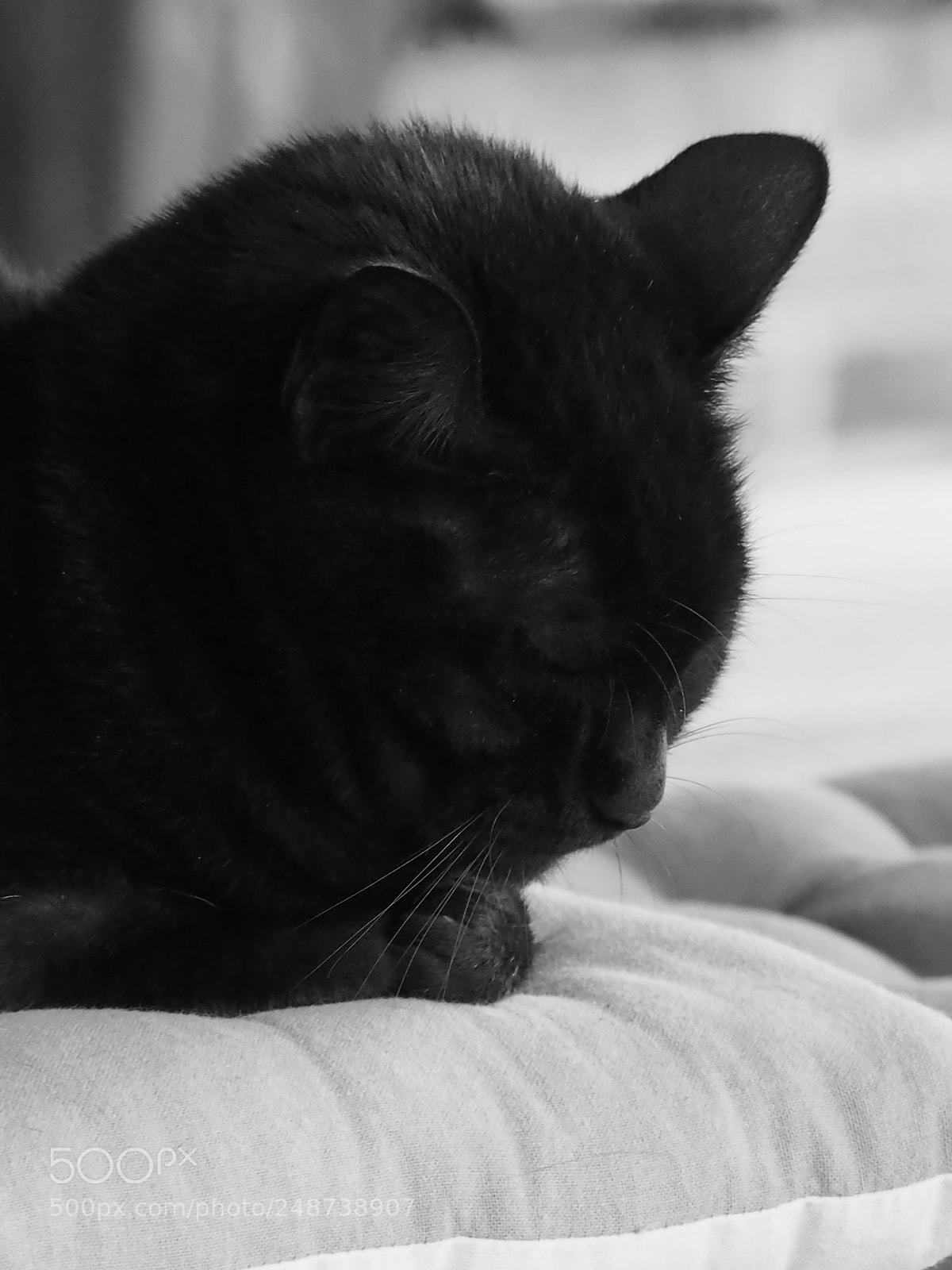 Olympus OM-D E-M10 II sample photo. The black cat photography
