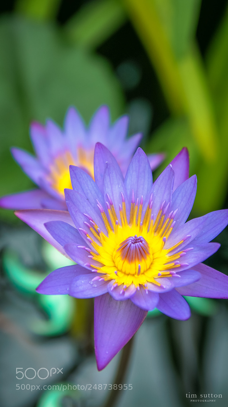 Sony SLT-A55 (SLT-A55V) sample photo. Water lily photography