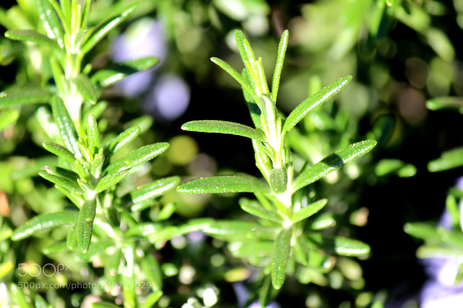 Canon EOS 600D (Rebel EOS T3i / EOS Kiss X5) sample photo. Img photography