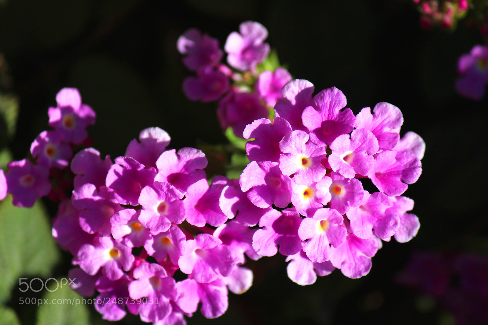 Canon EOS 600D (Rebel EOS T3i / EOS Kiss X5) sample photo. Img photography
