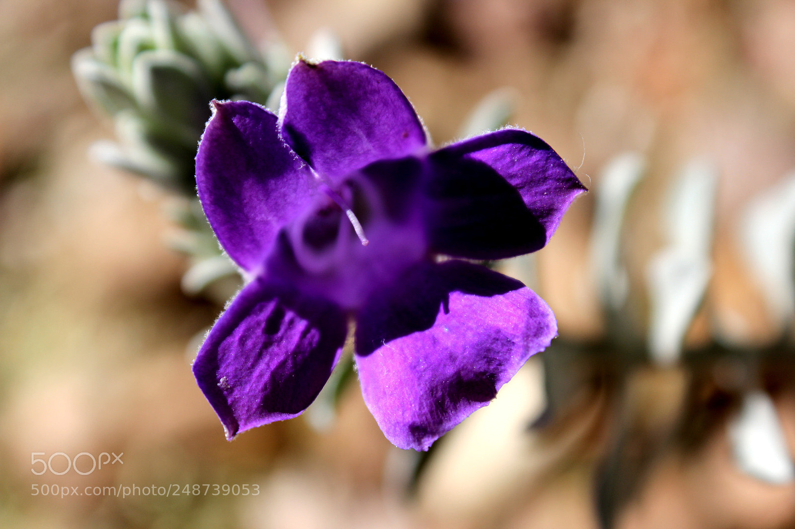 Canon EOS 600D (Rebel EOS T3i / EOS Kiss X5) sample photo. Img photography