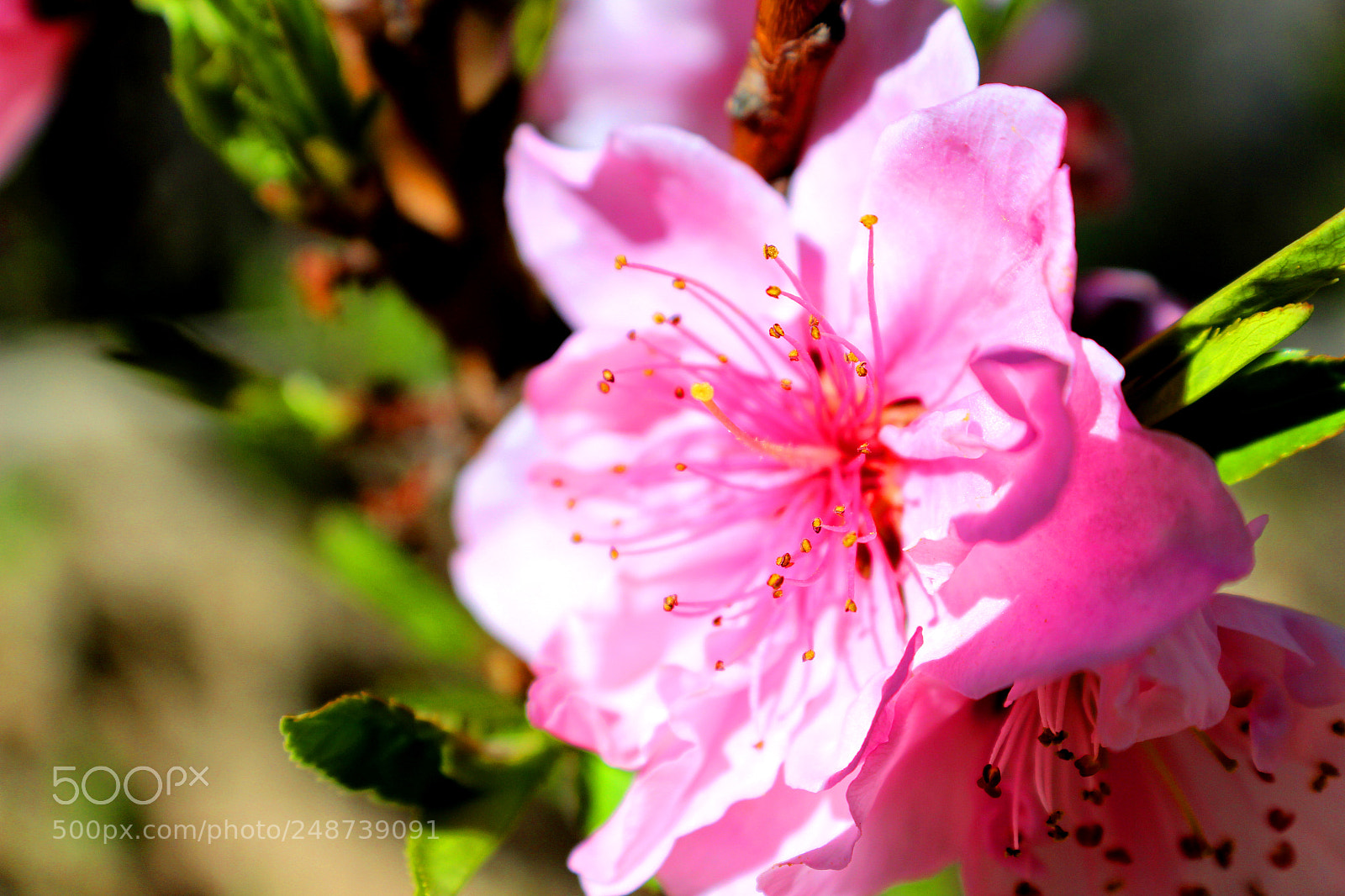 Canon EOS 600D (Rebel EOS T3i / EOS Kiss X5) sample photo. Img photography