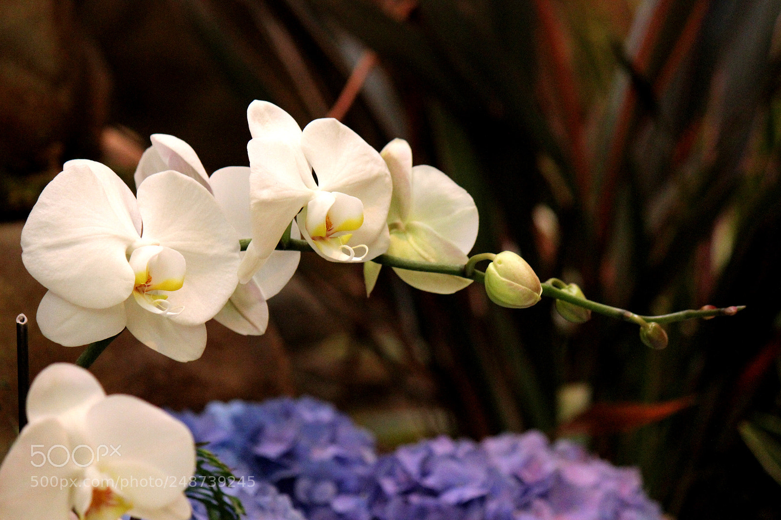 Canon EOS 600D (Rebel EOS T3i / EOS Kiss X5) sample photo. Img photography