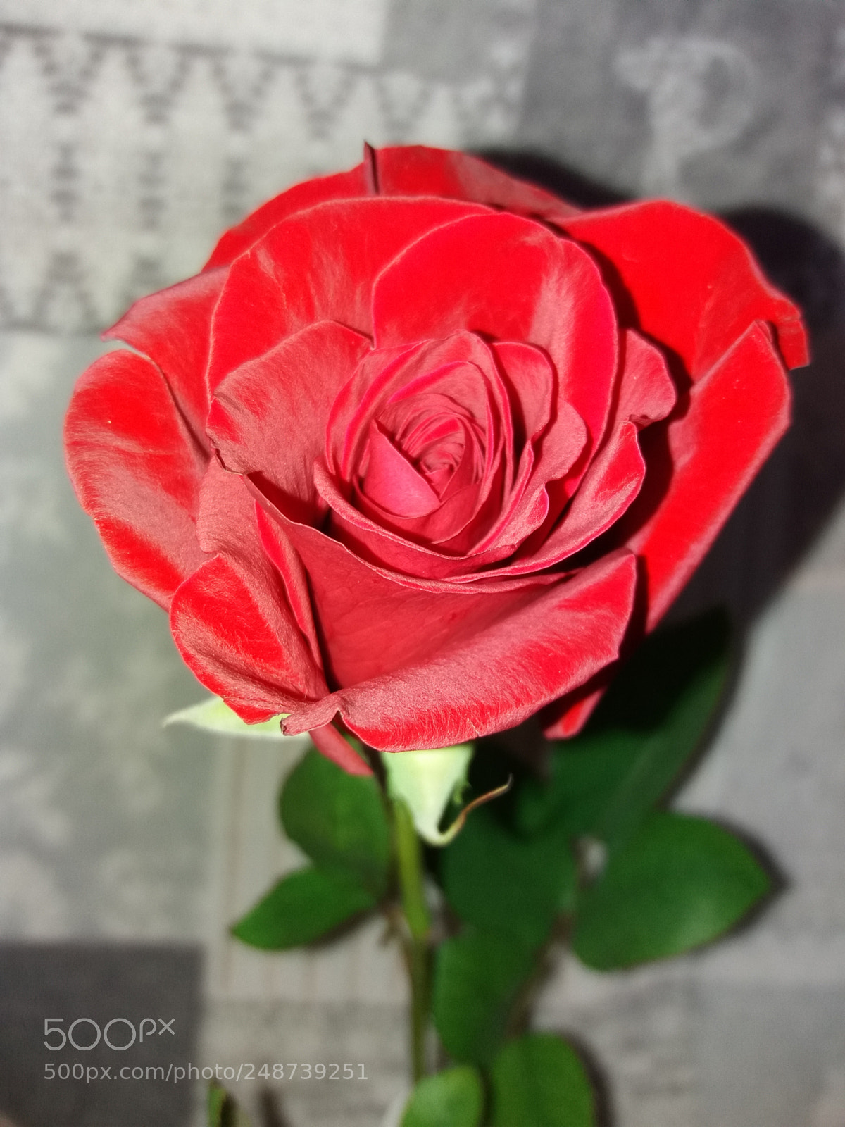 Samsung Galaxy J5(2016) sample photo. Rose photography