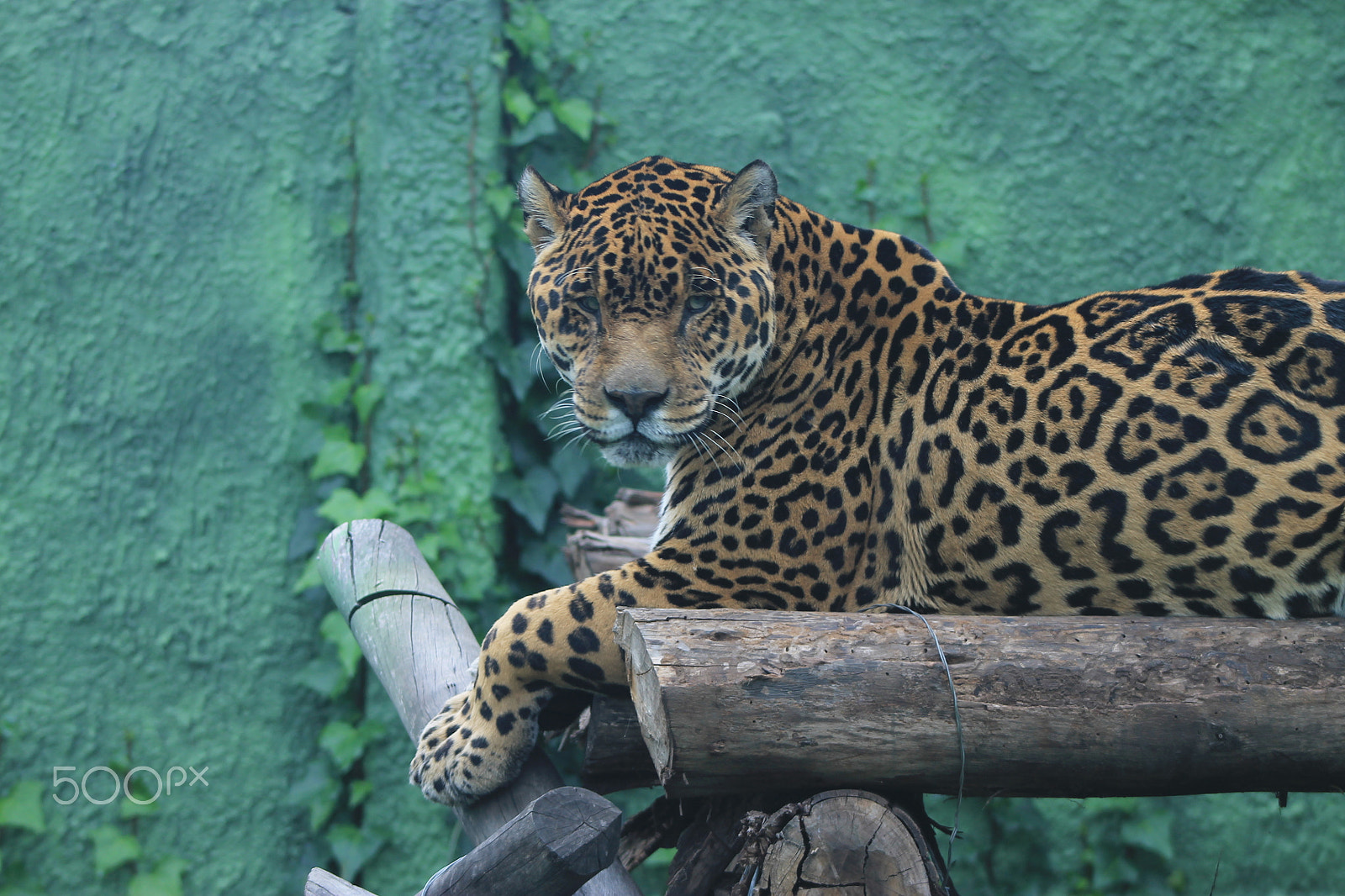 Canon EF 75-300mm f/4-5.6 sample photo. Jaguar photography