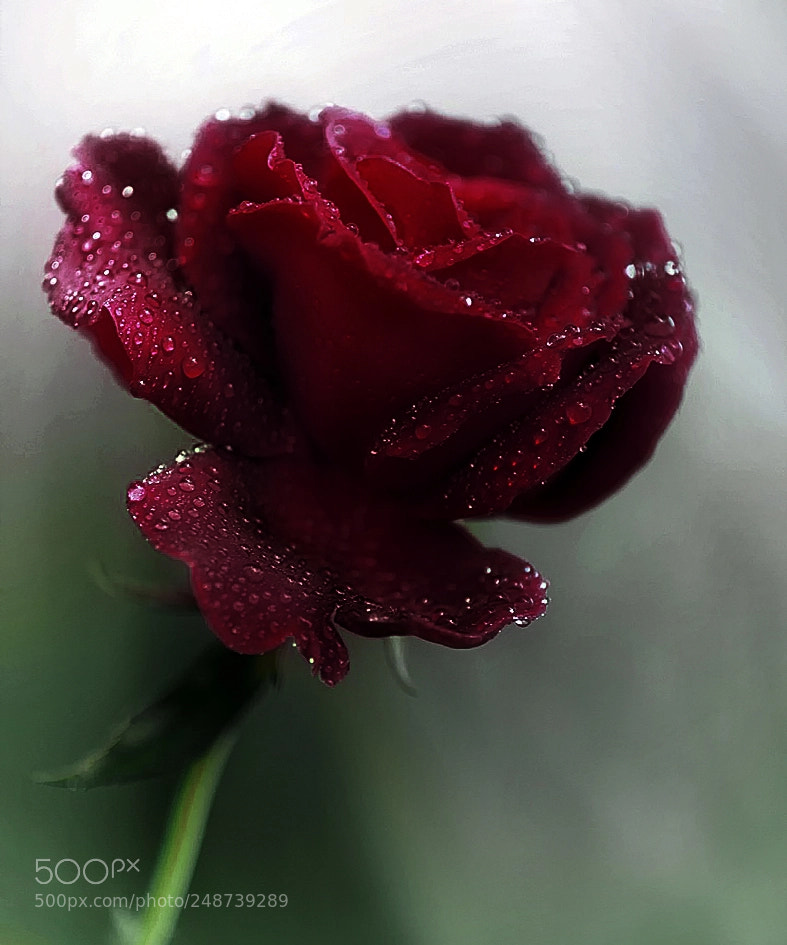 Canon EOS 40D sample photo. Dark rose photography