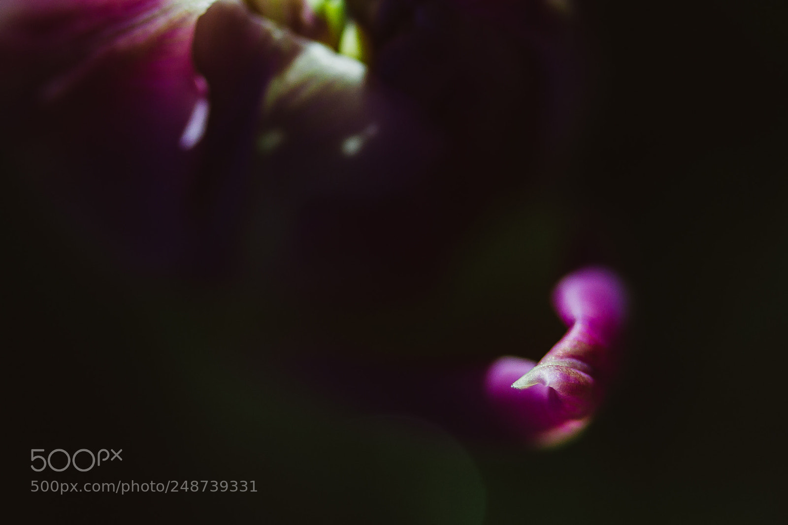Canon EOS 7D sample photo. Pink & black photography
