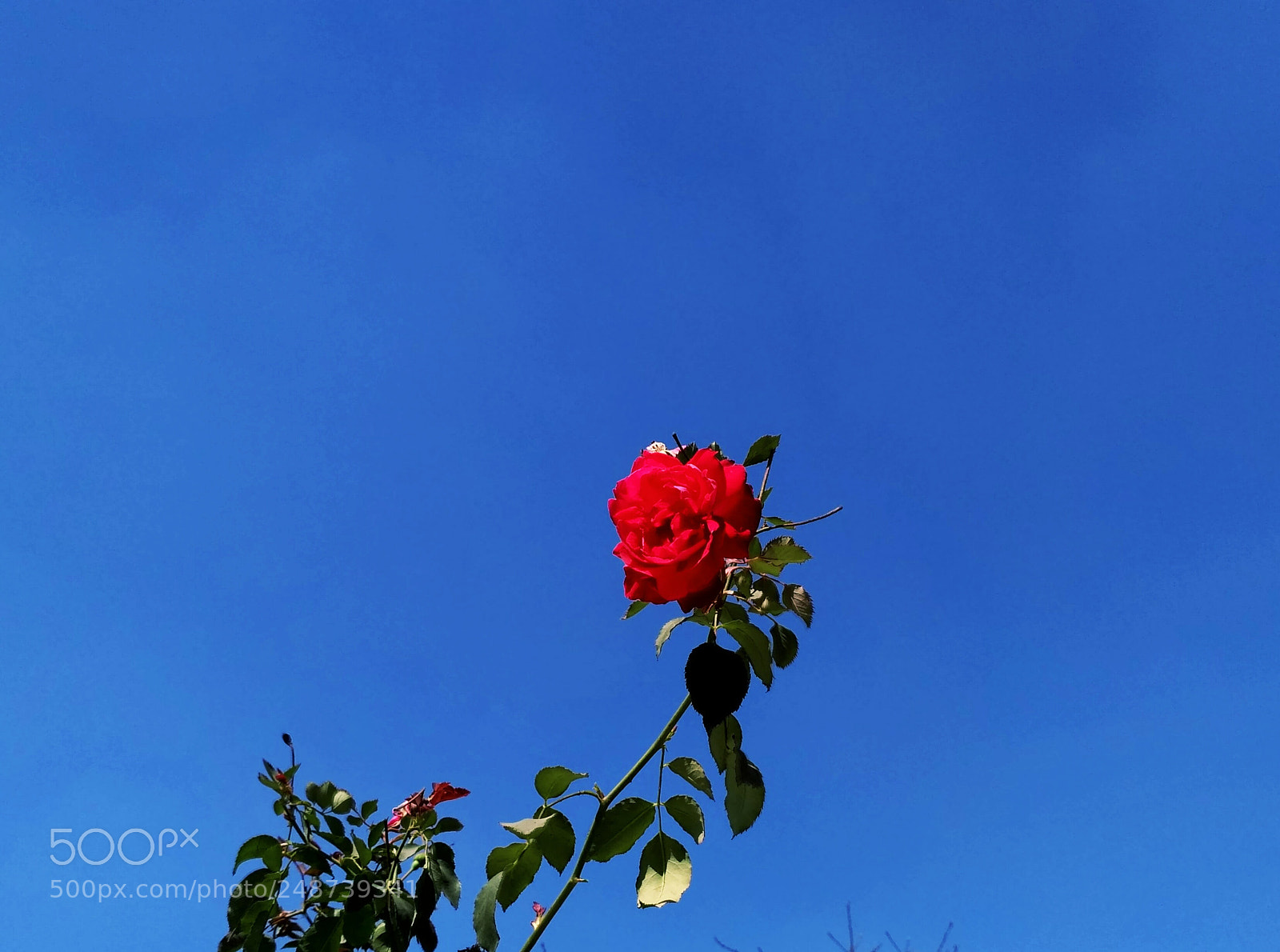Xiaomi Redmi 3S sample photo. A beautiful rose . photography