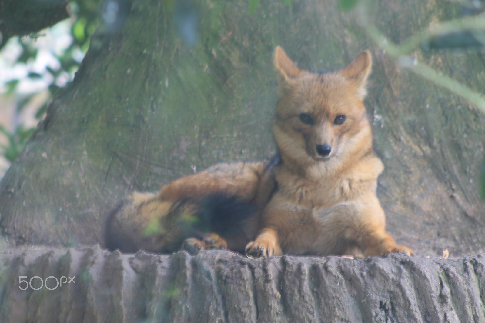 Canon EF 75-300mm f/4-5.6 sample photo. Vixen or fox photography