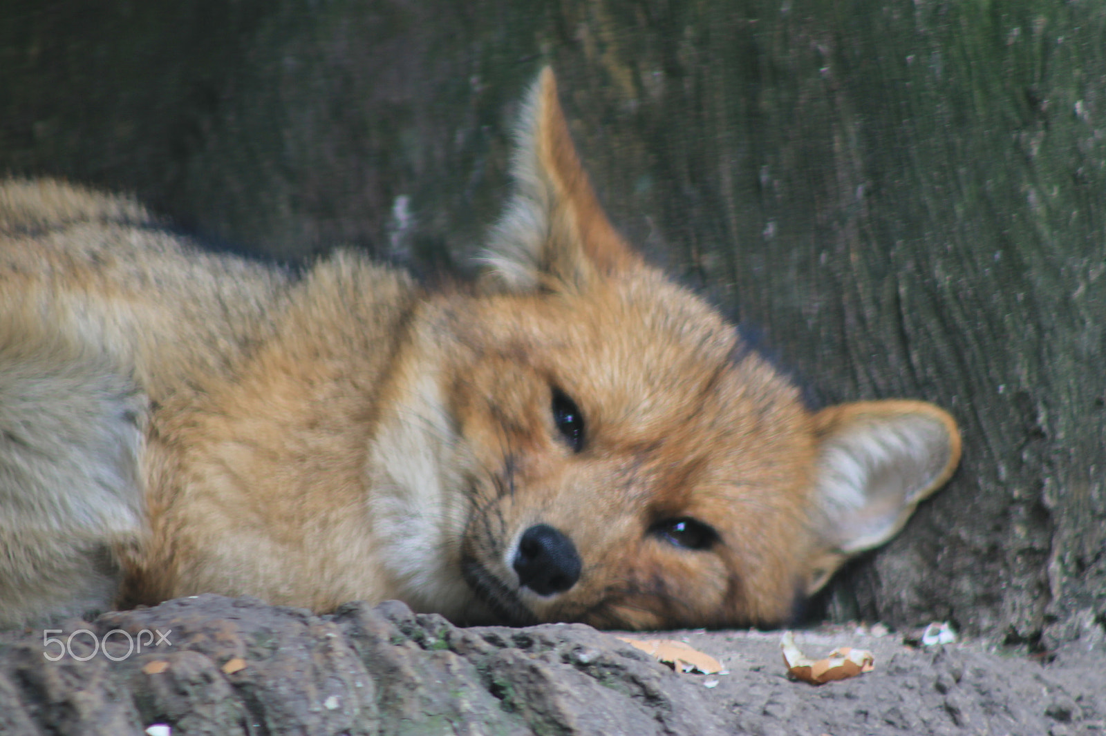 Canon EF 75-300mm f/4-5.6 sample photo. Sleeping fox photography