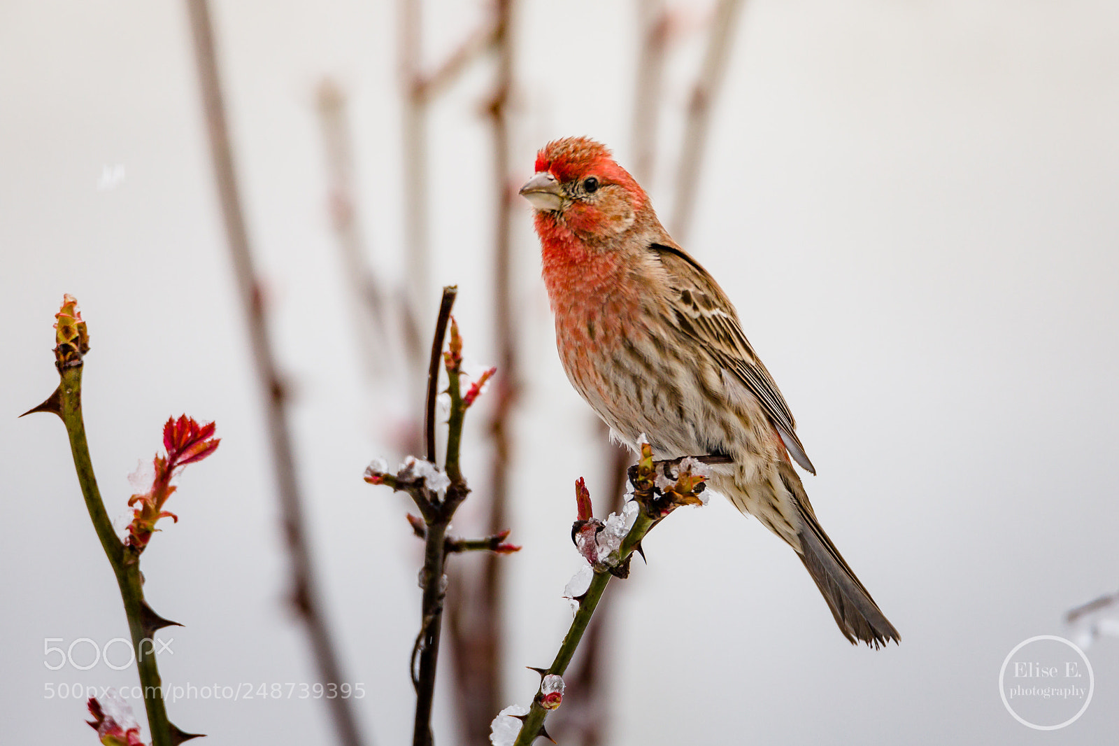Canon EOS 6D Mark II sample photo. House finch photography