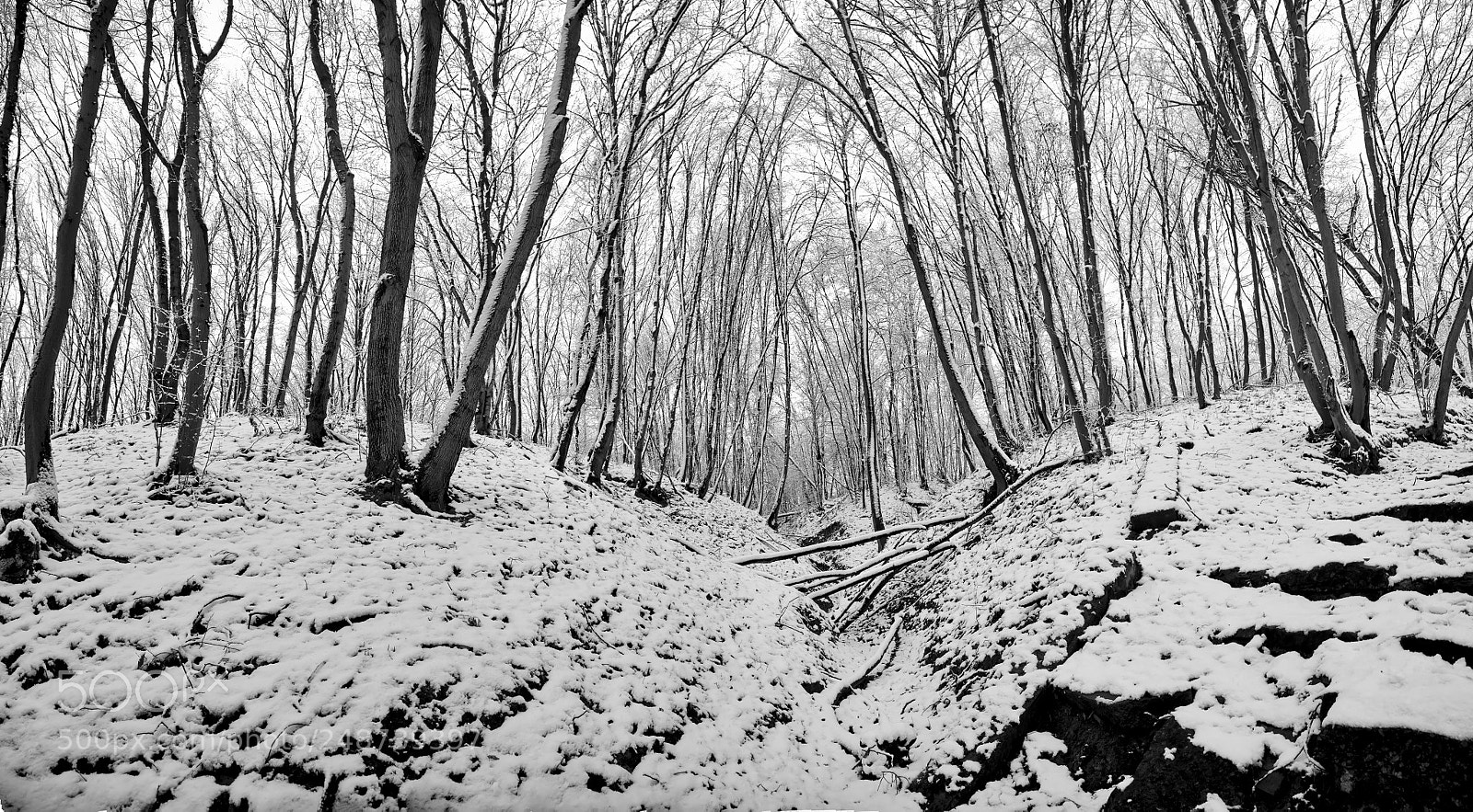 Nikon D800E sample photo. Winter forest photography