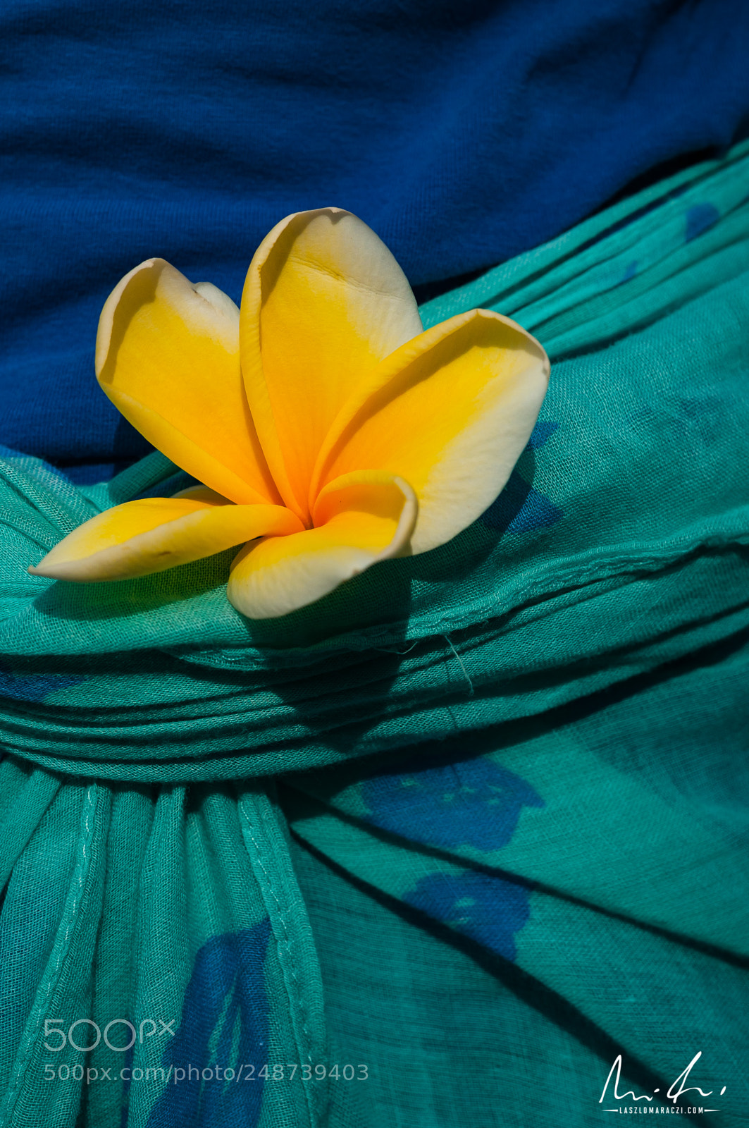Nikon D300 sample photo. Plumeria photography