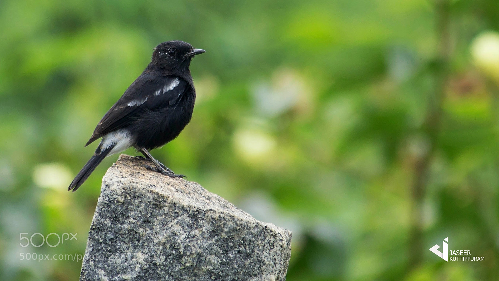 Canon EOS 600D (Rebel EOS T3i / EOS Kiss X5) sample photo. Pied bushchat photography