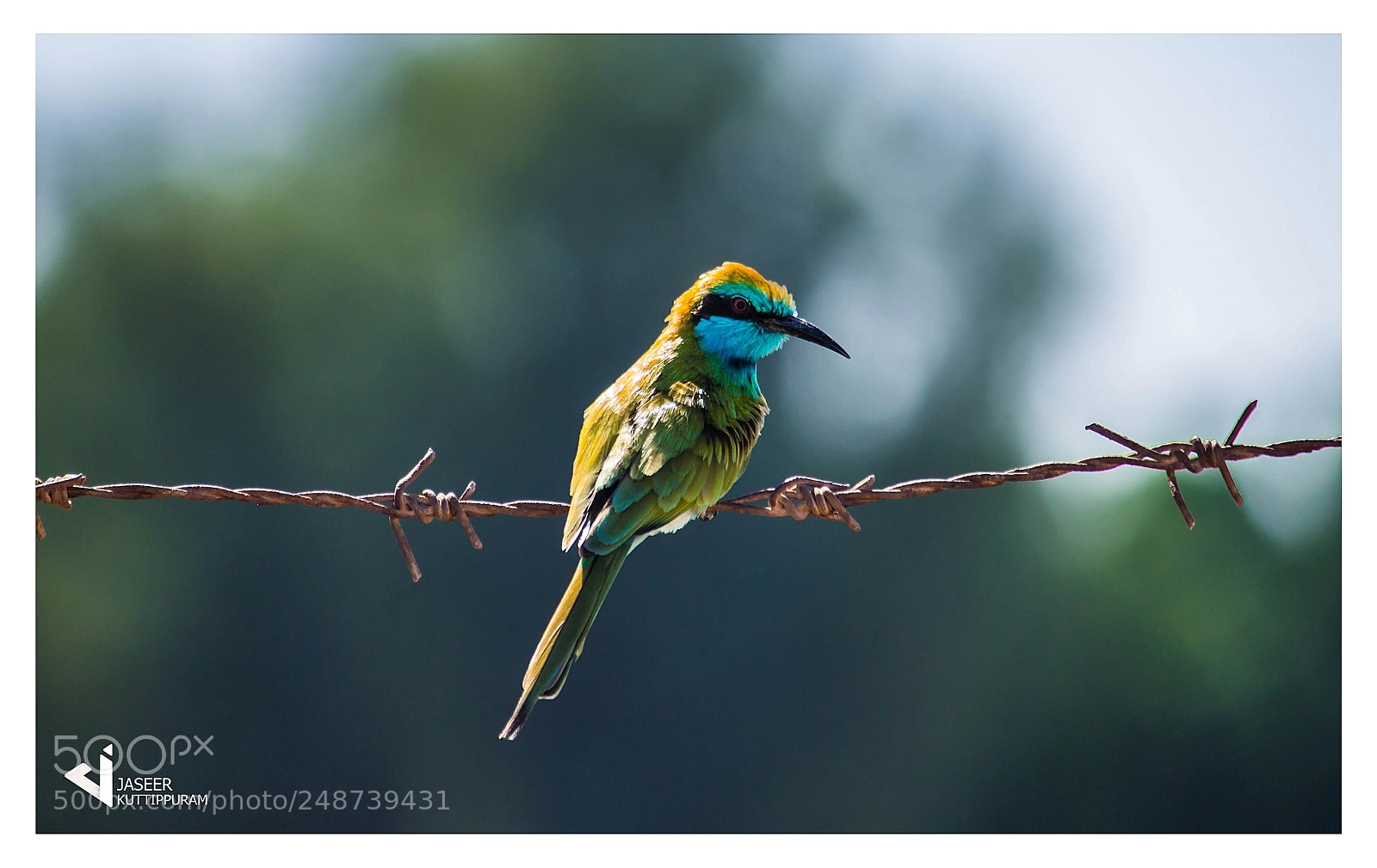 Canon EOS 600D (Rebel EOS T3i / EOS Kiss X5) sample photo. Green bee eater photography
