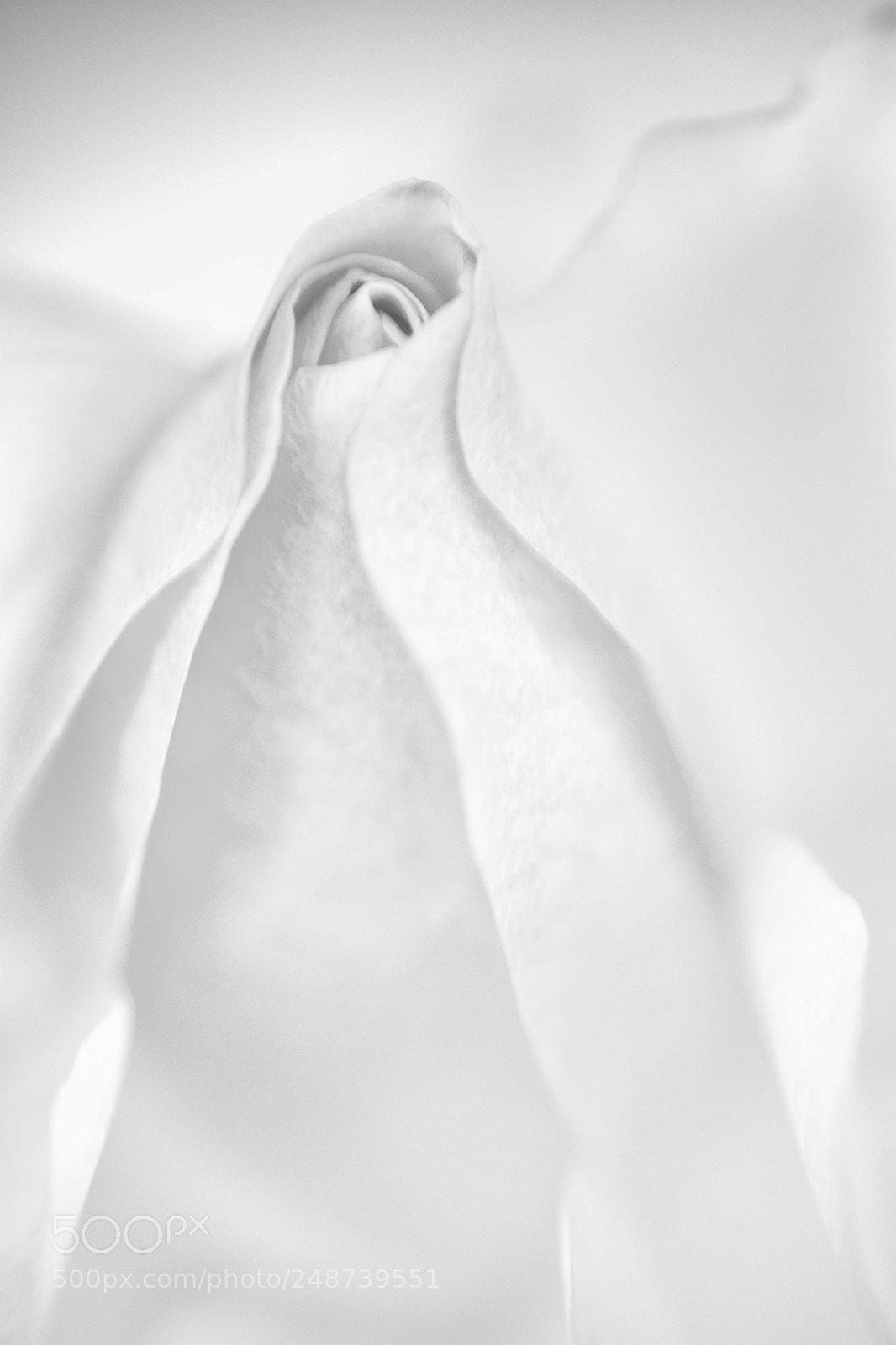 Nikon D7500 sample photo. A rose is a photography