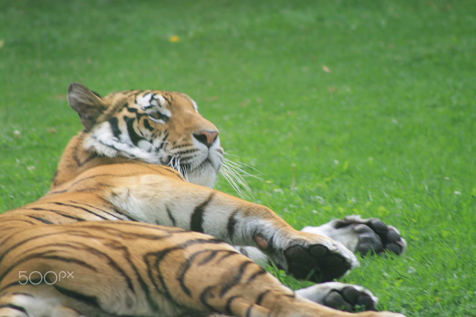 Canon EF 75-300mm f/4-5.6 sample photo. Sleeping tiger photography