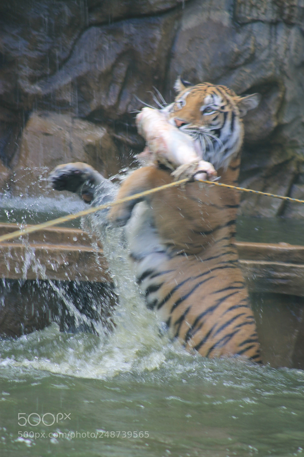 Canon EOS 1100D (EOS Rebel T3 / EOS Kiss X50) sample photo. Tiger eating photography