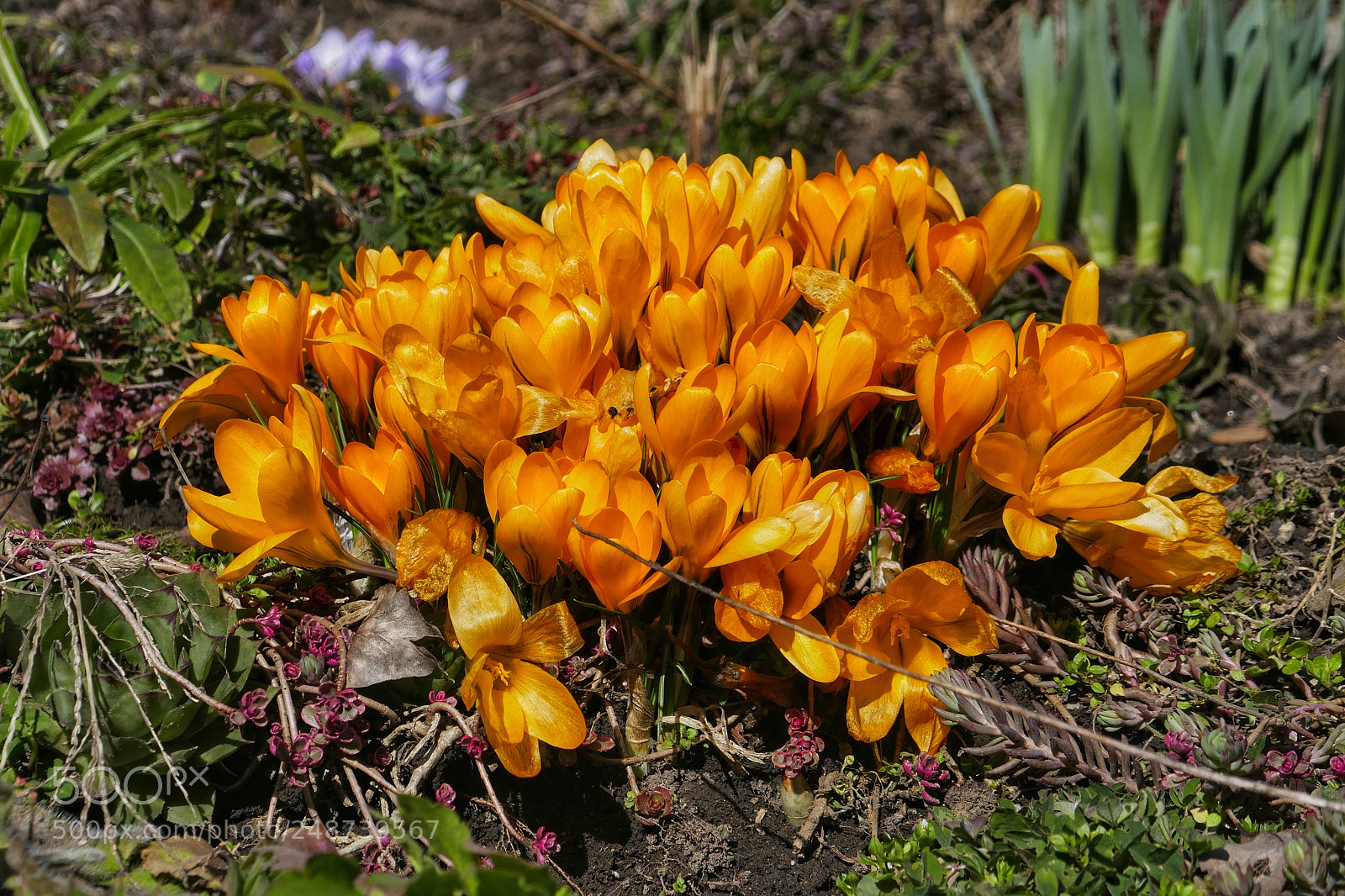 Panasonic Lumix DMC-ZS100 (Lumix DMC-TZ100) sample photo. Sometimes colors can make photography